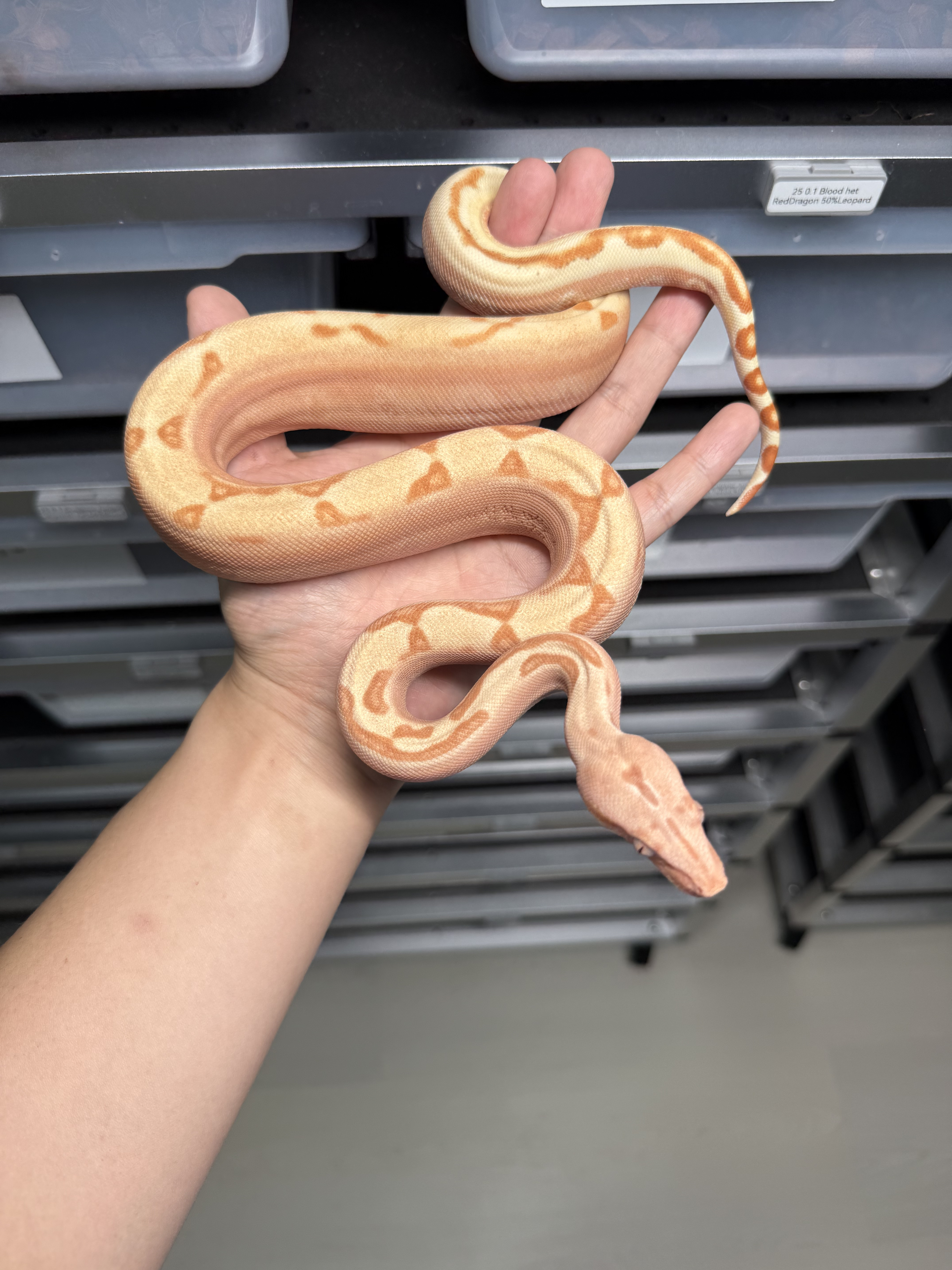 2025 ♀ VPI Sunglow Labyrinth Jungle het66%Blood