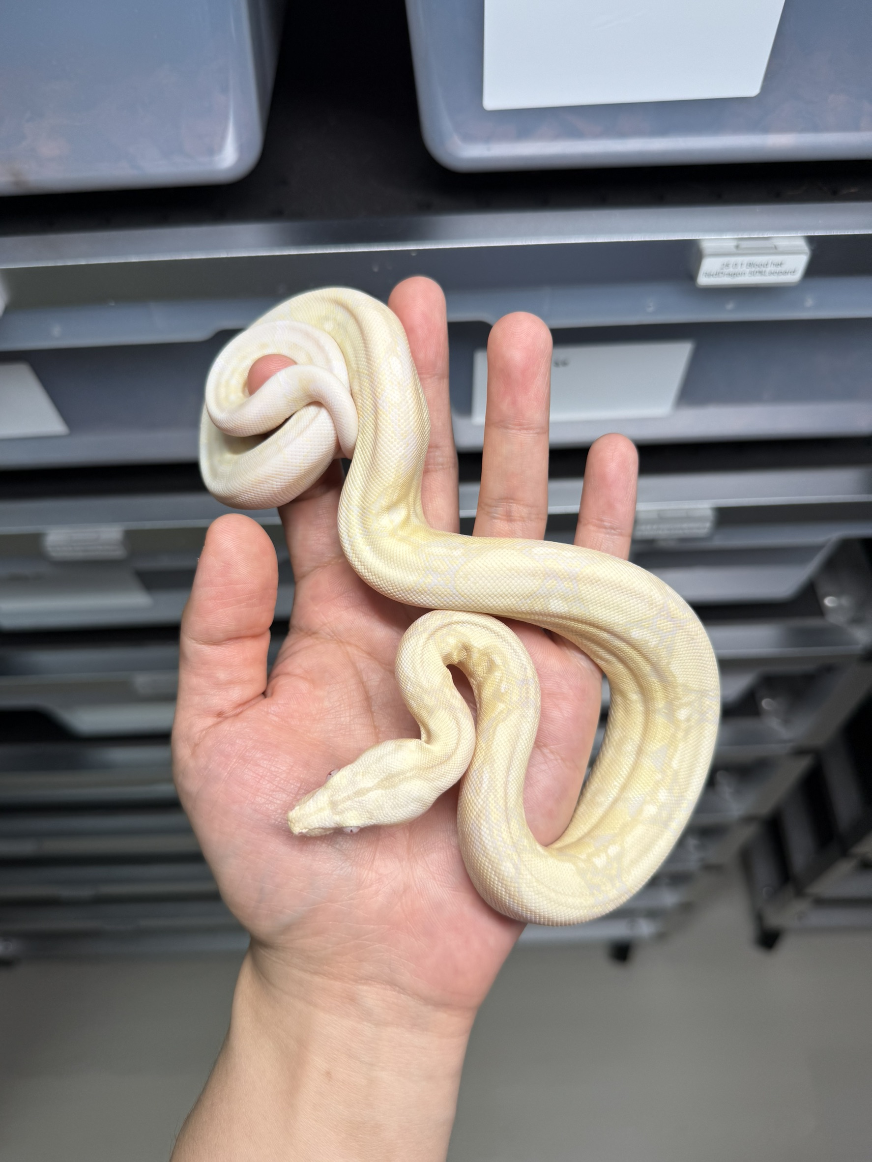 2025 ♀ Snow het66%Blood