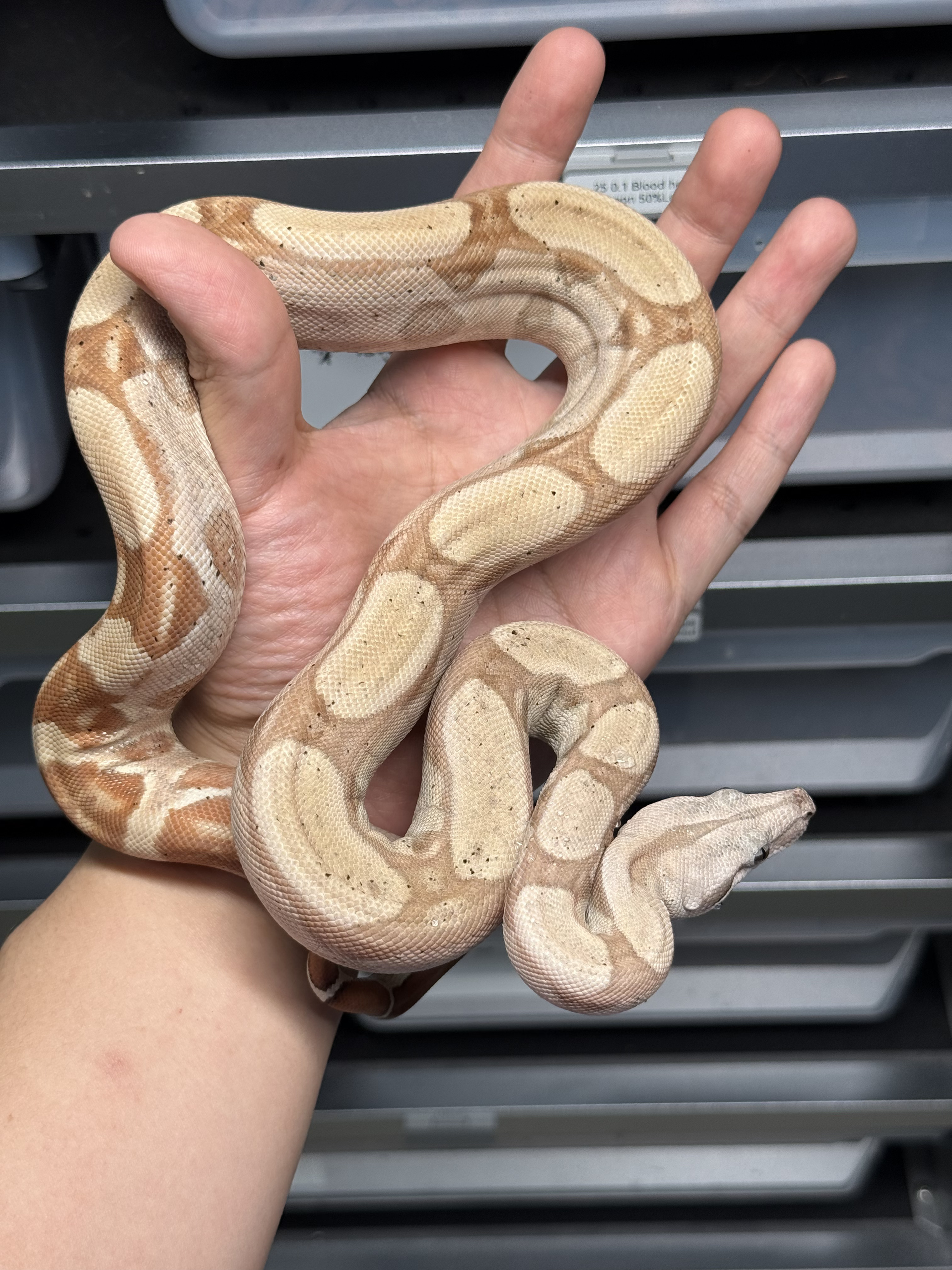 2025 ♂ Hypo Keywest DH VPI SNOW