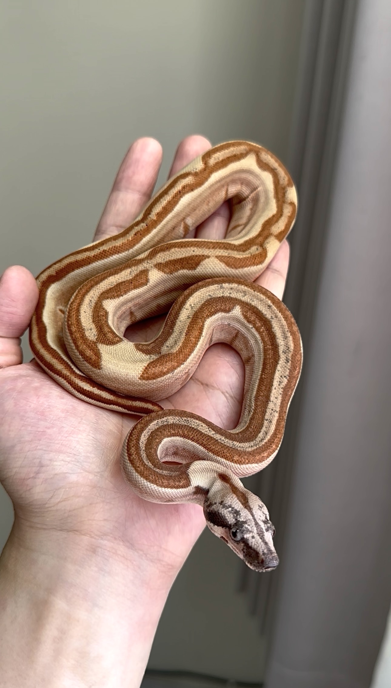 2025 ♀ Hypo Labyrinth het Blood 66% VPI