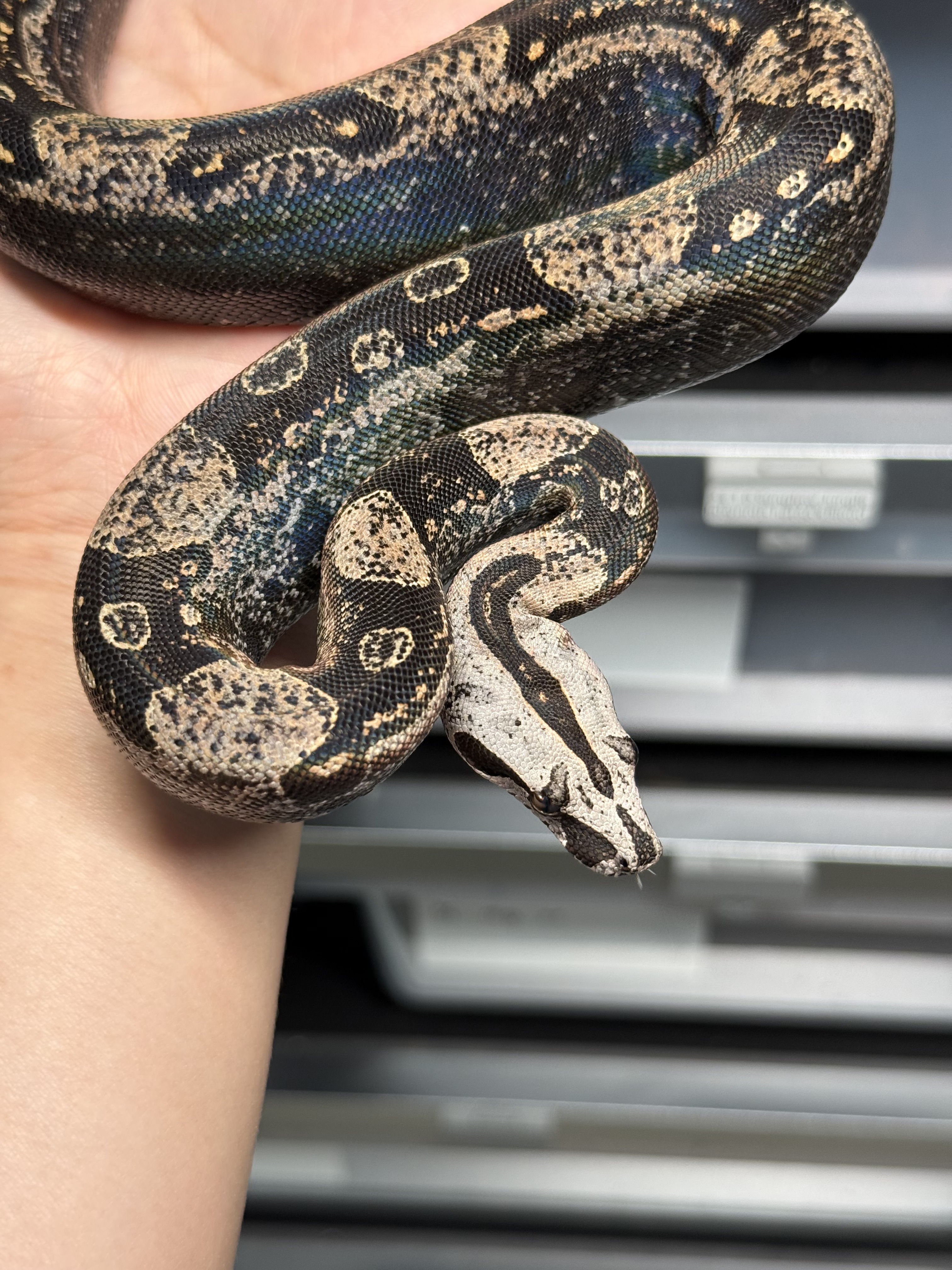 2024 ♂ IMG Jungle het Sharp