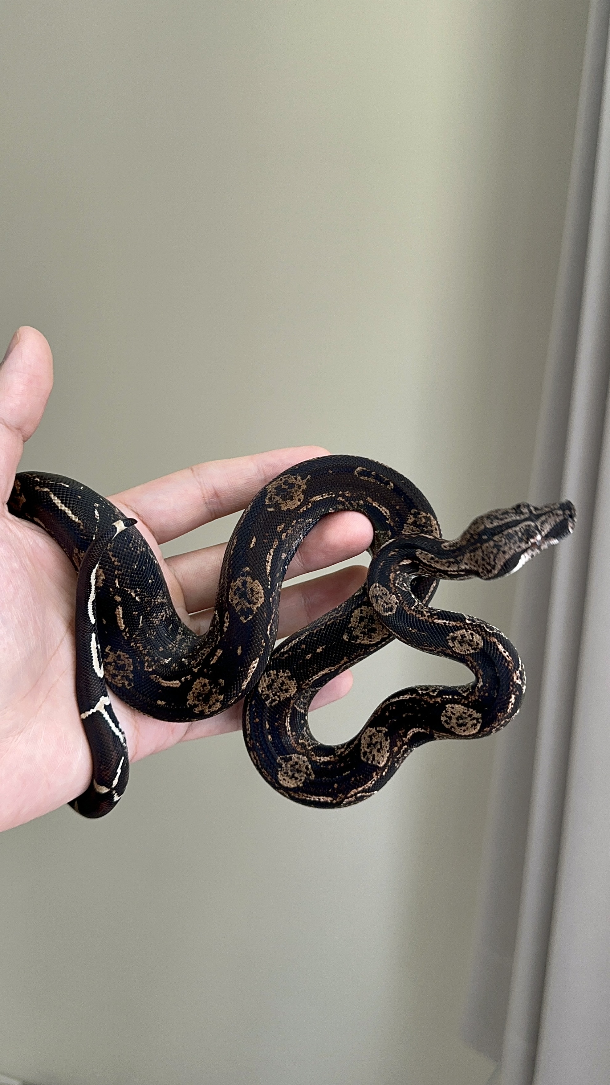 2024 ♂ IMG het Sharp