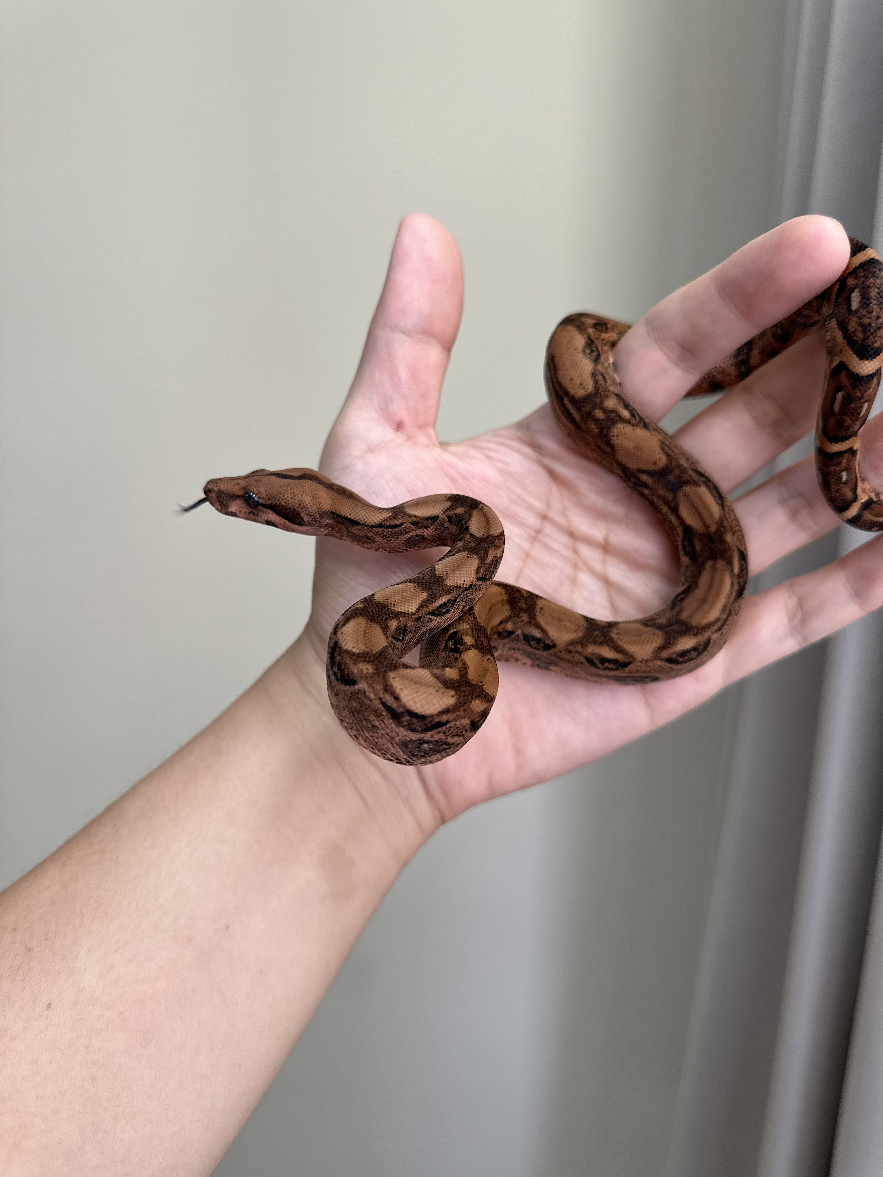 2025 ♀ Blood het RedDragon 50%Leopard 