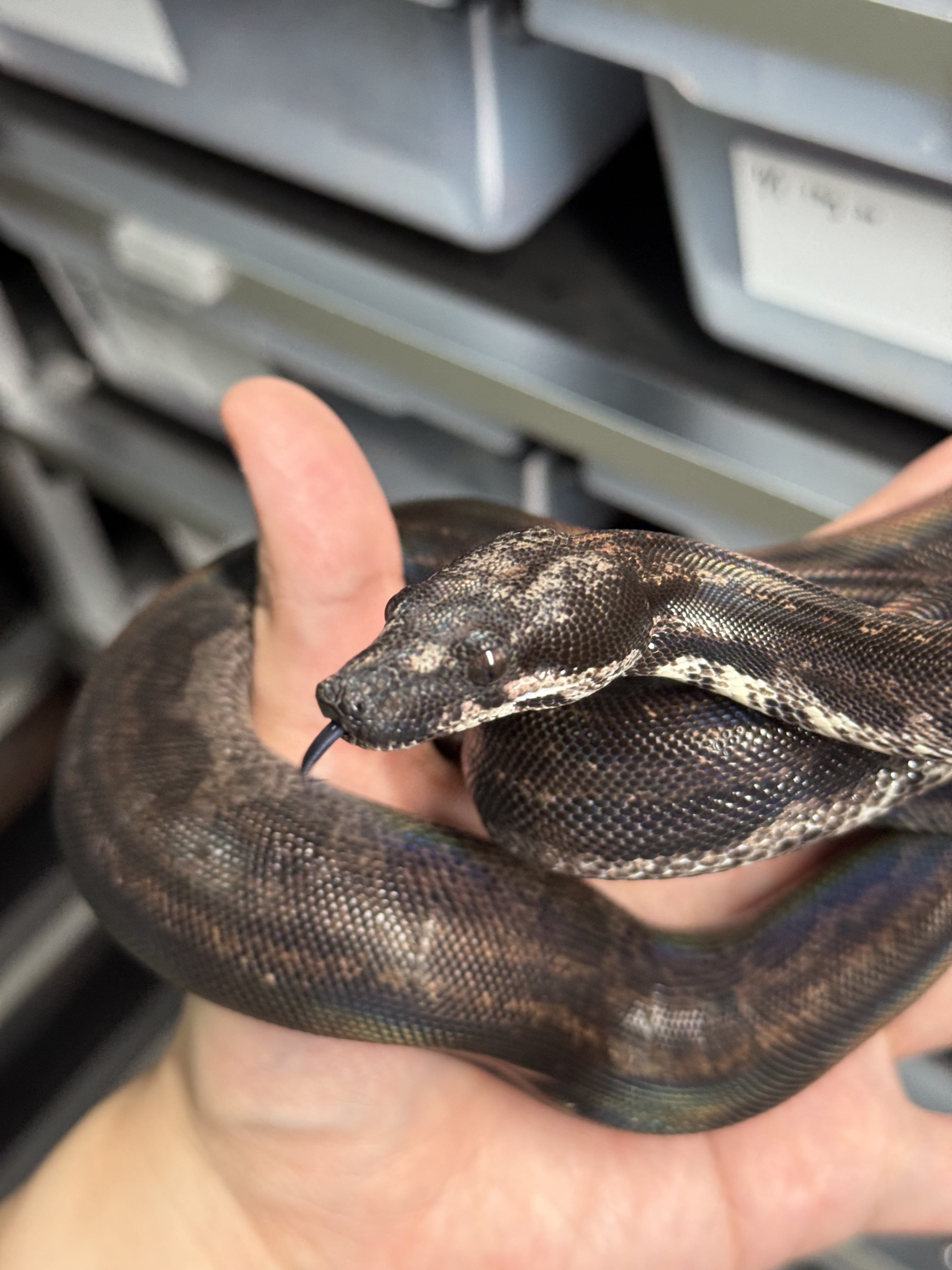 2024 ♀ Hypo IMG Motley het Kahl 50%Leopard pos Jungle