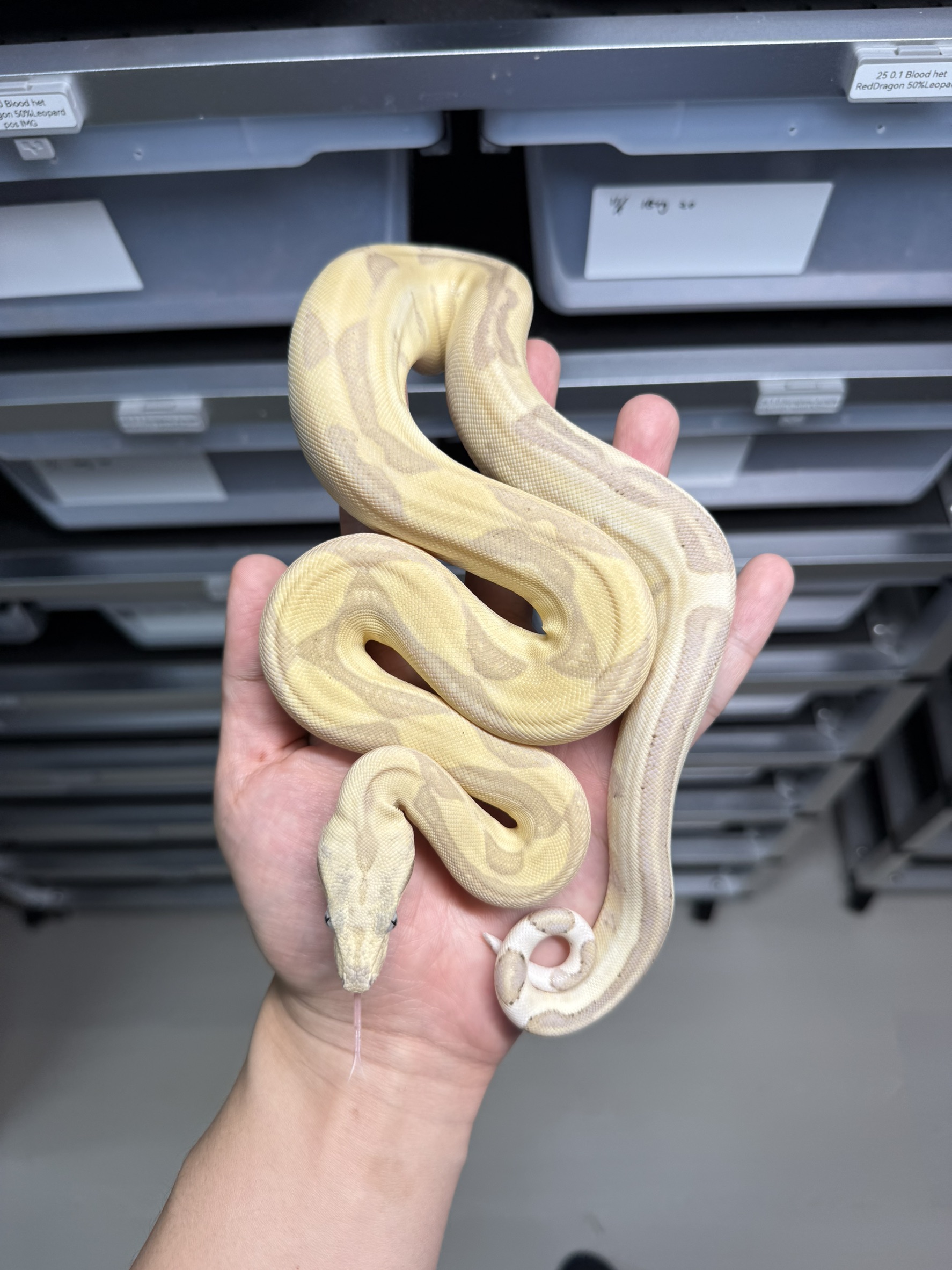 2024 ♂ Ghost Labyrinth  het66%VPI