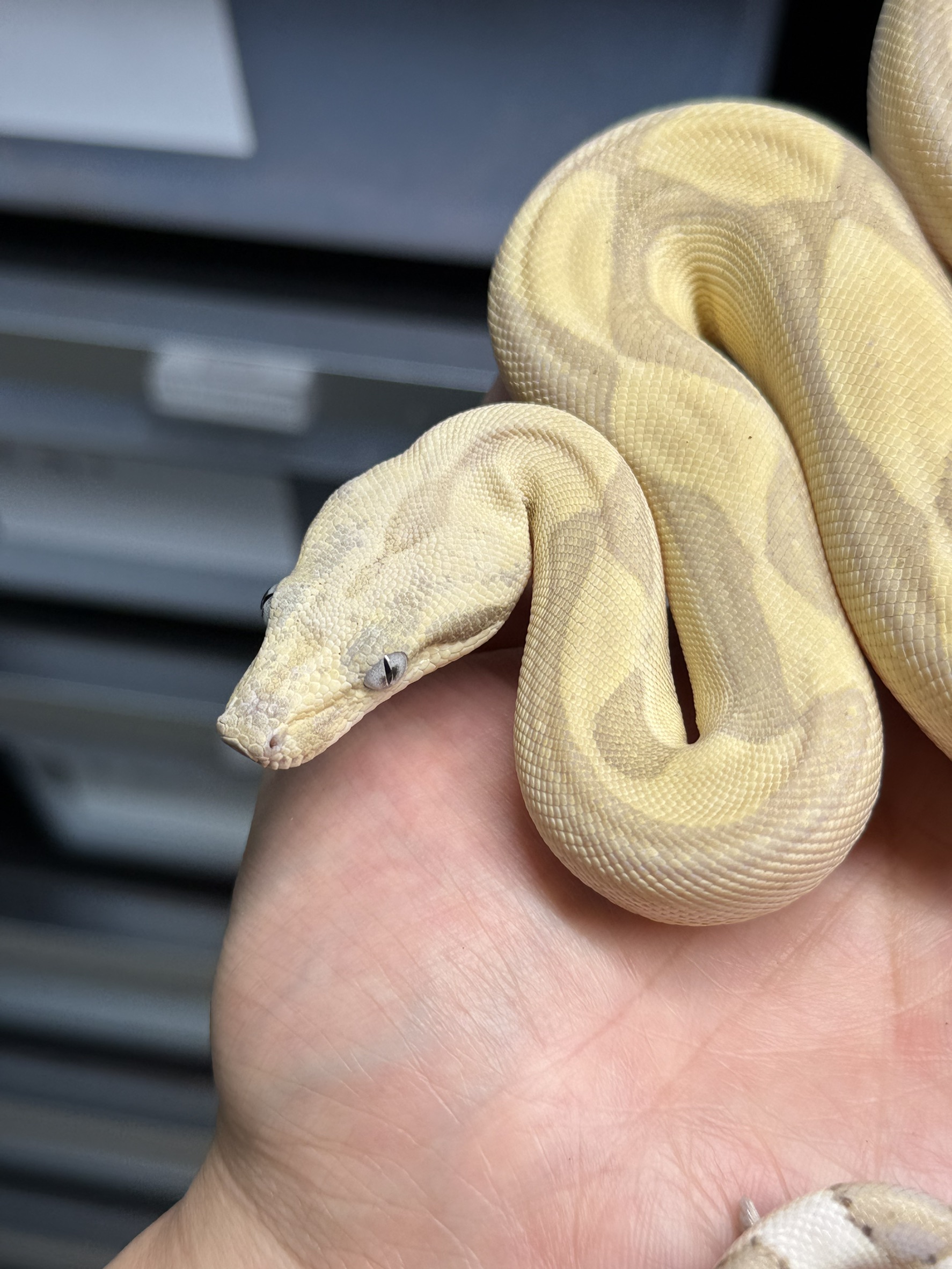 2024 ♂ Ghost Labyrinth  het66%VPI
