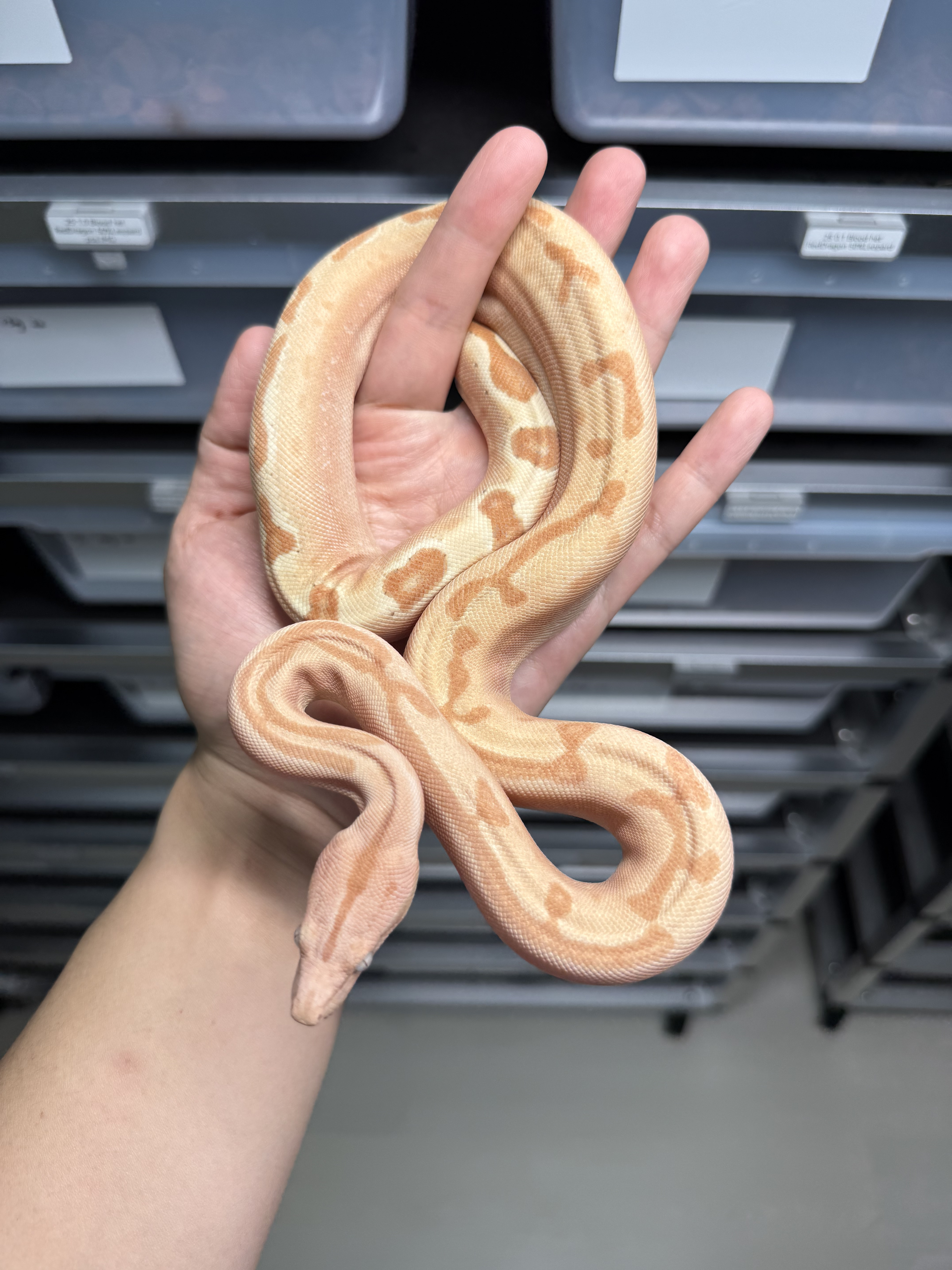 2025 ♂ VPI Sunglow Labyrinth Jungle het66%Blood