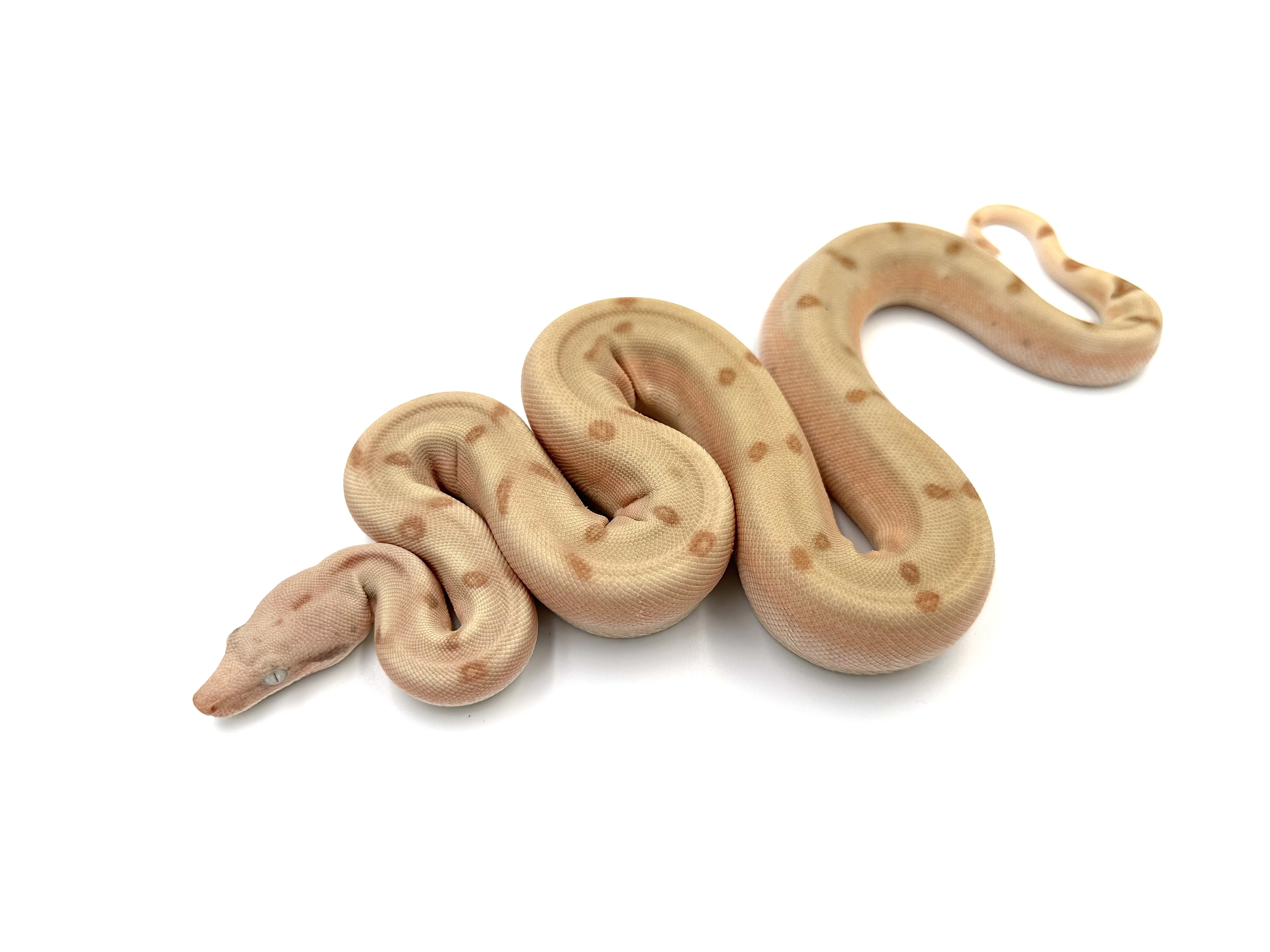 2025 ♀ Super Hypo Fire Labyrinth het VPI