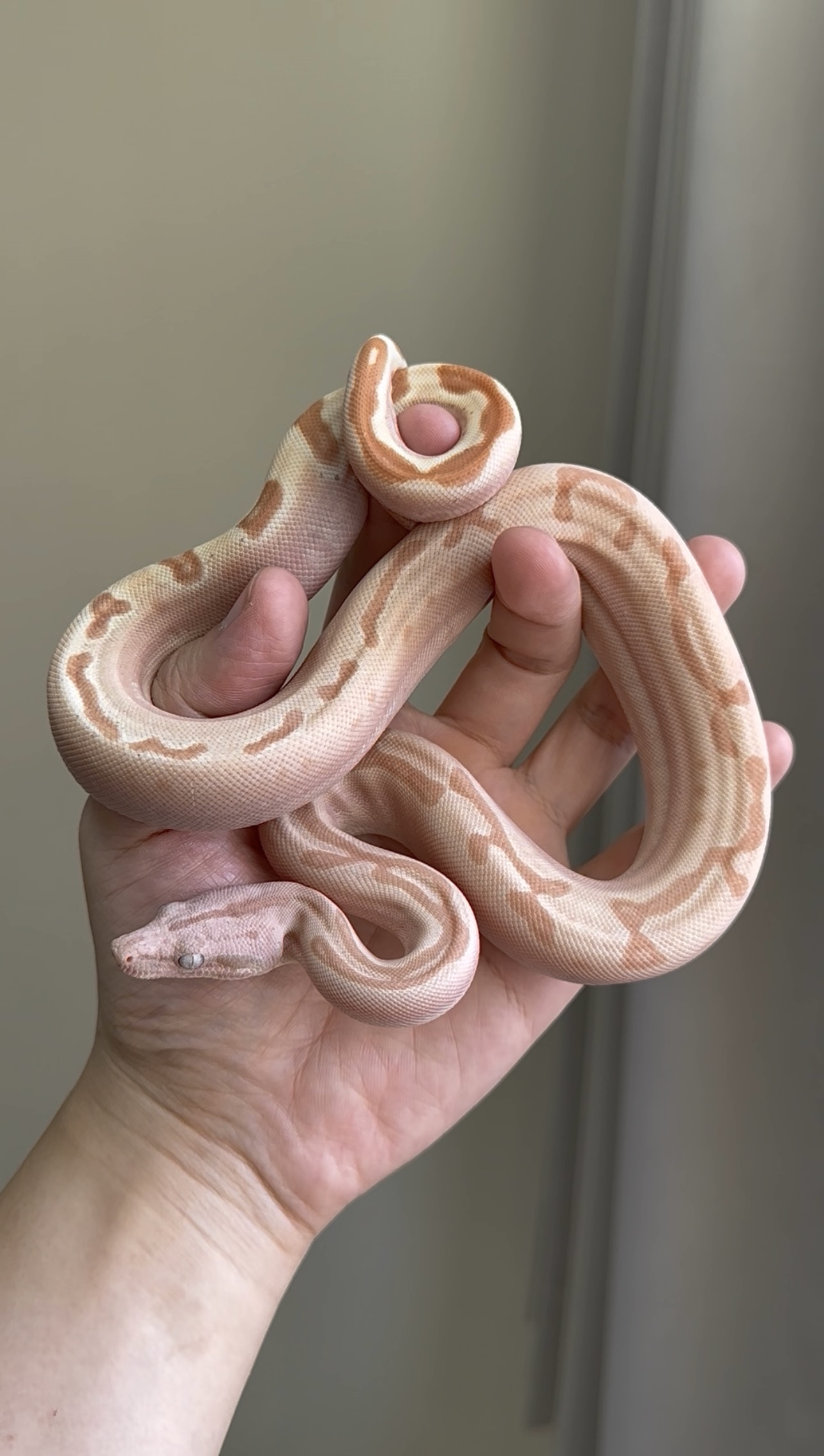 2025 ♂ VPI Sunglow Labyrinth Jungle het66%Blood