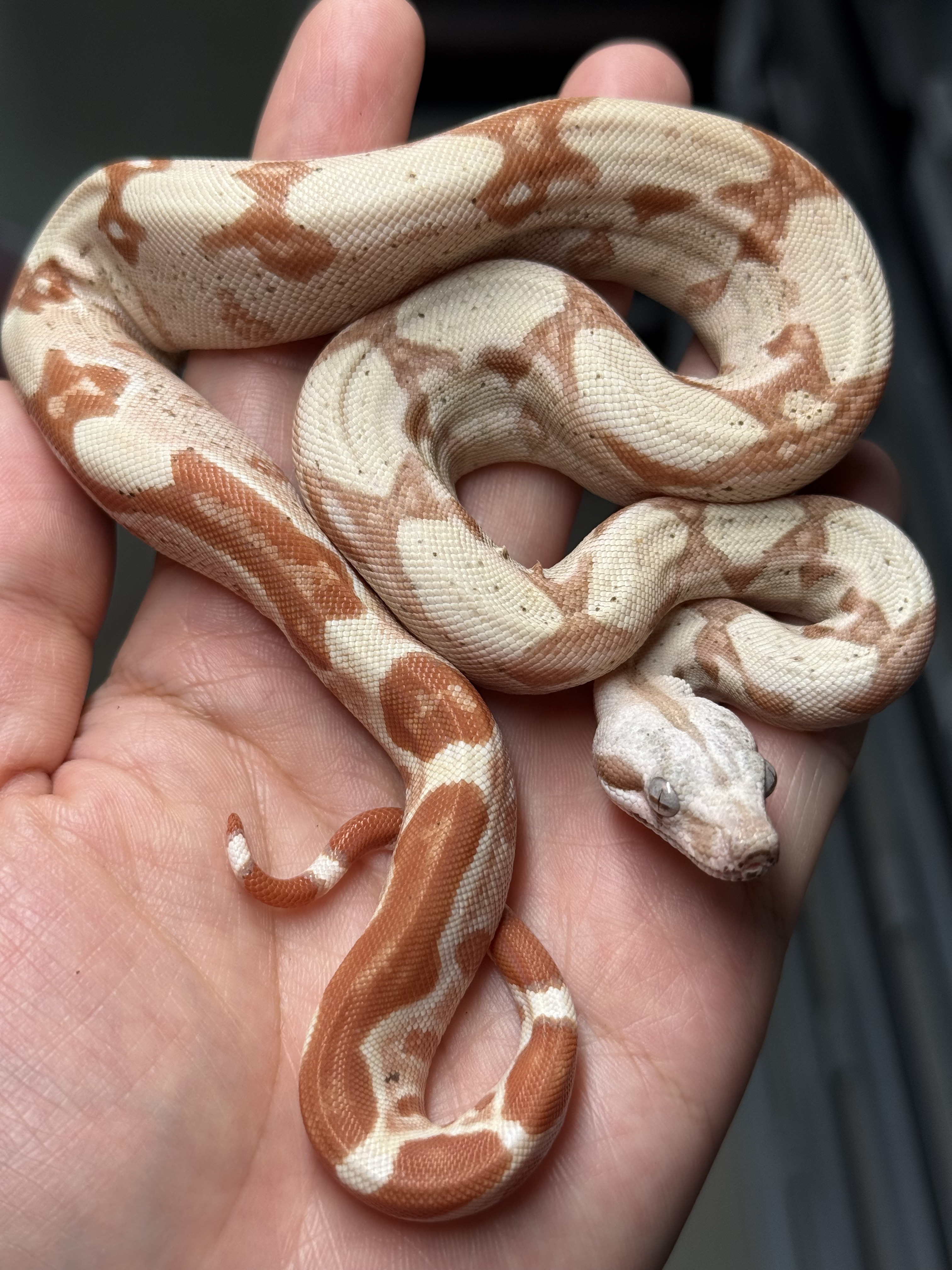 2025 ♂  VPI Sunglow het50% Anery 
