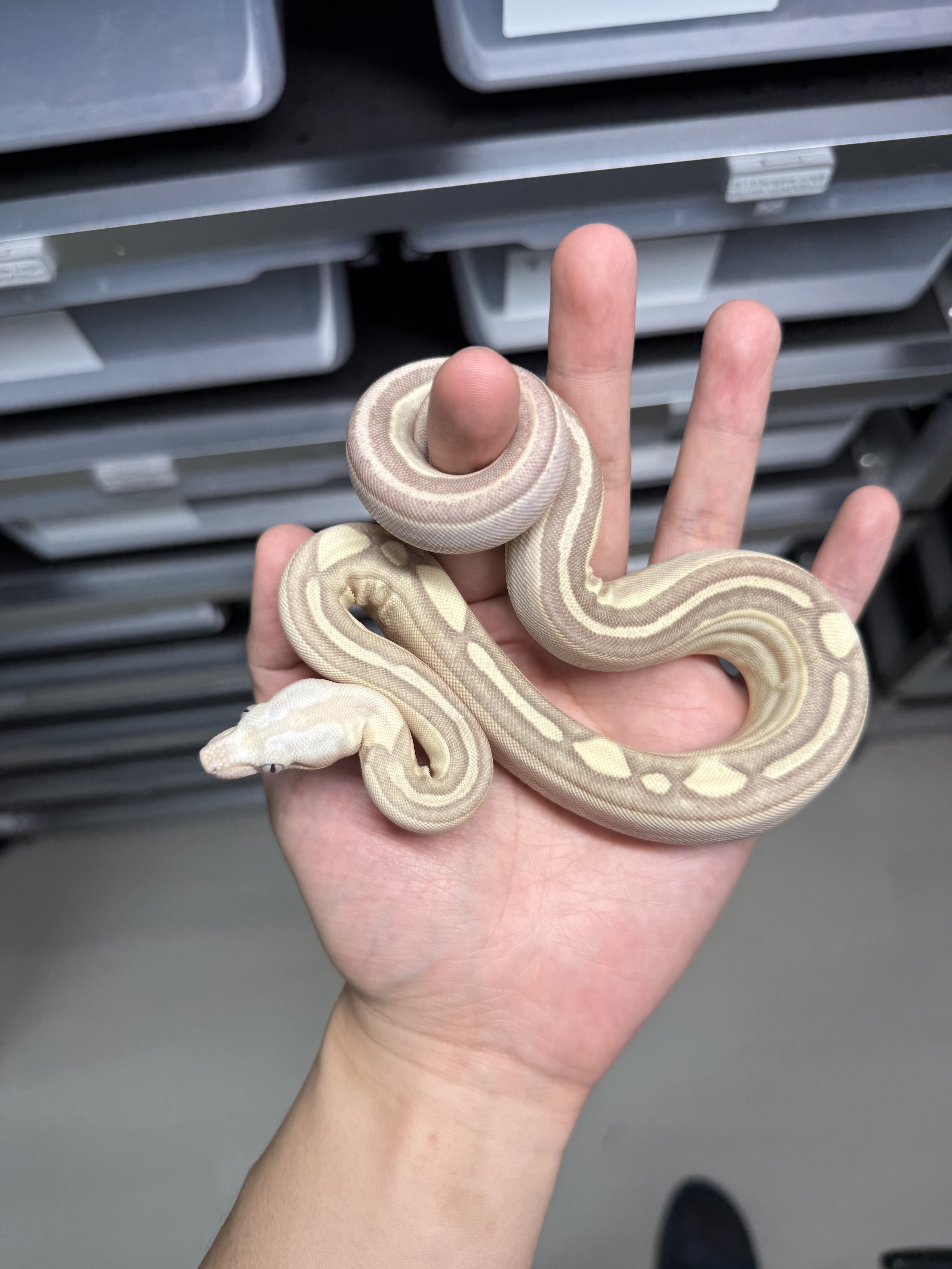 2025 ♀  VPI  Labyrinth Motley het50% Anery