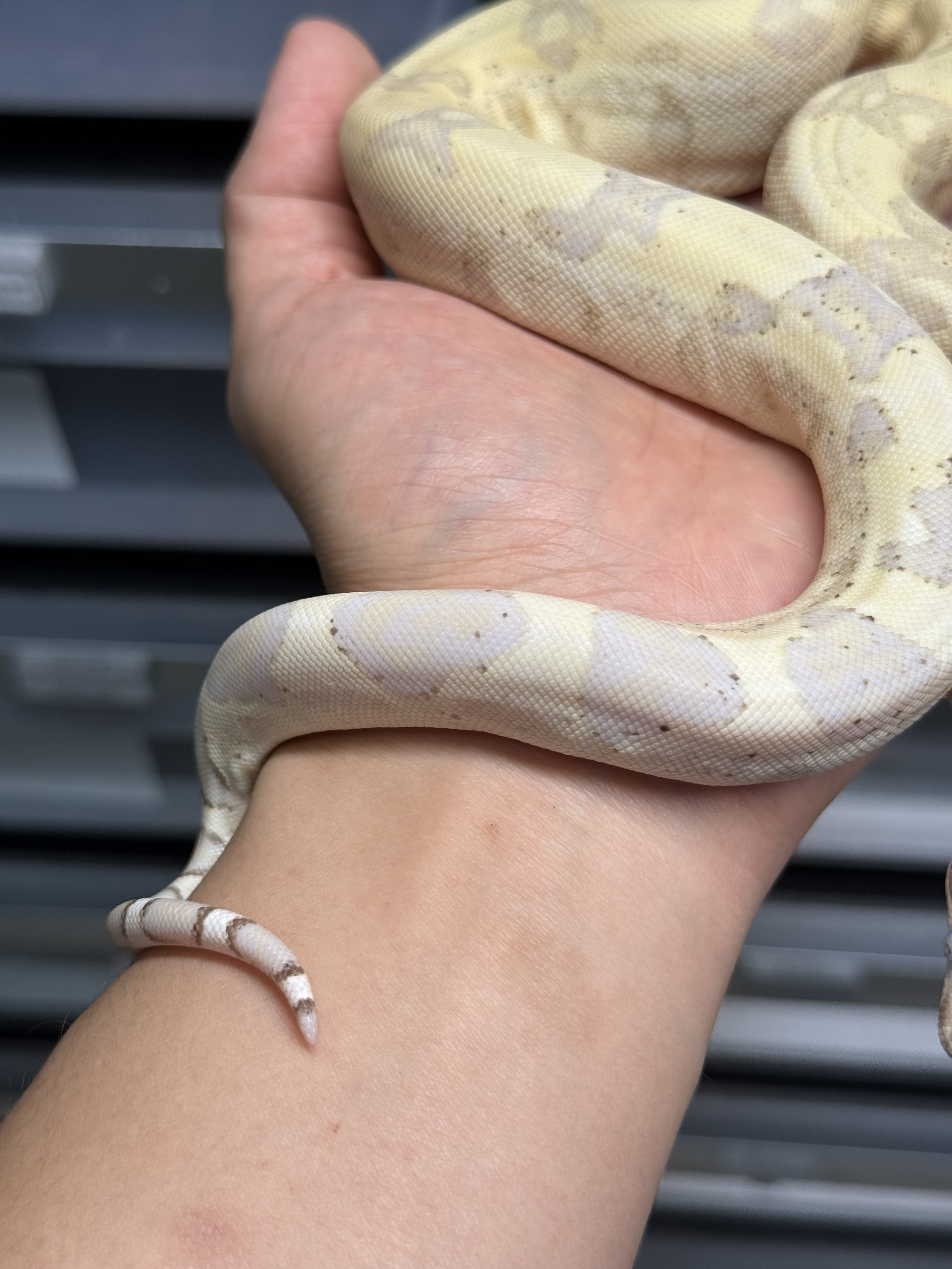 2025 ♂ VPI Snowglow