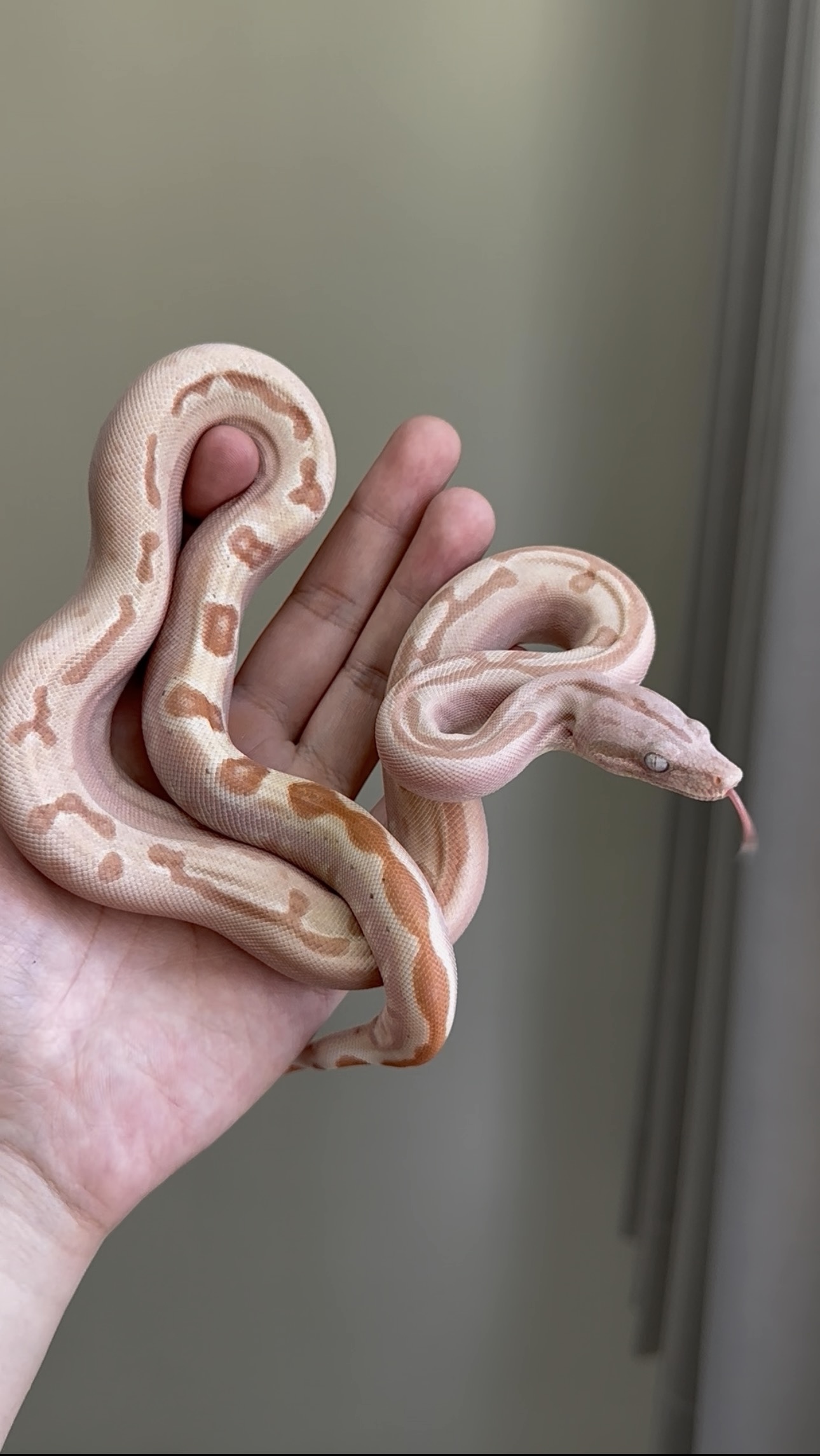 2025 ♂ VPI Sunglow Labyrinth Jungle het66%Blood