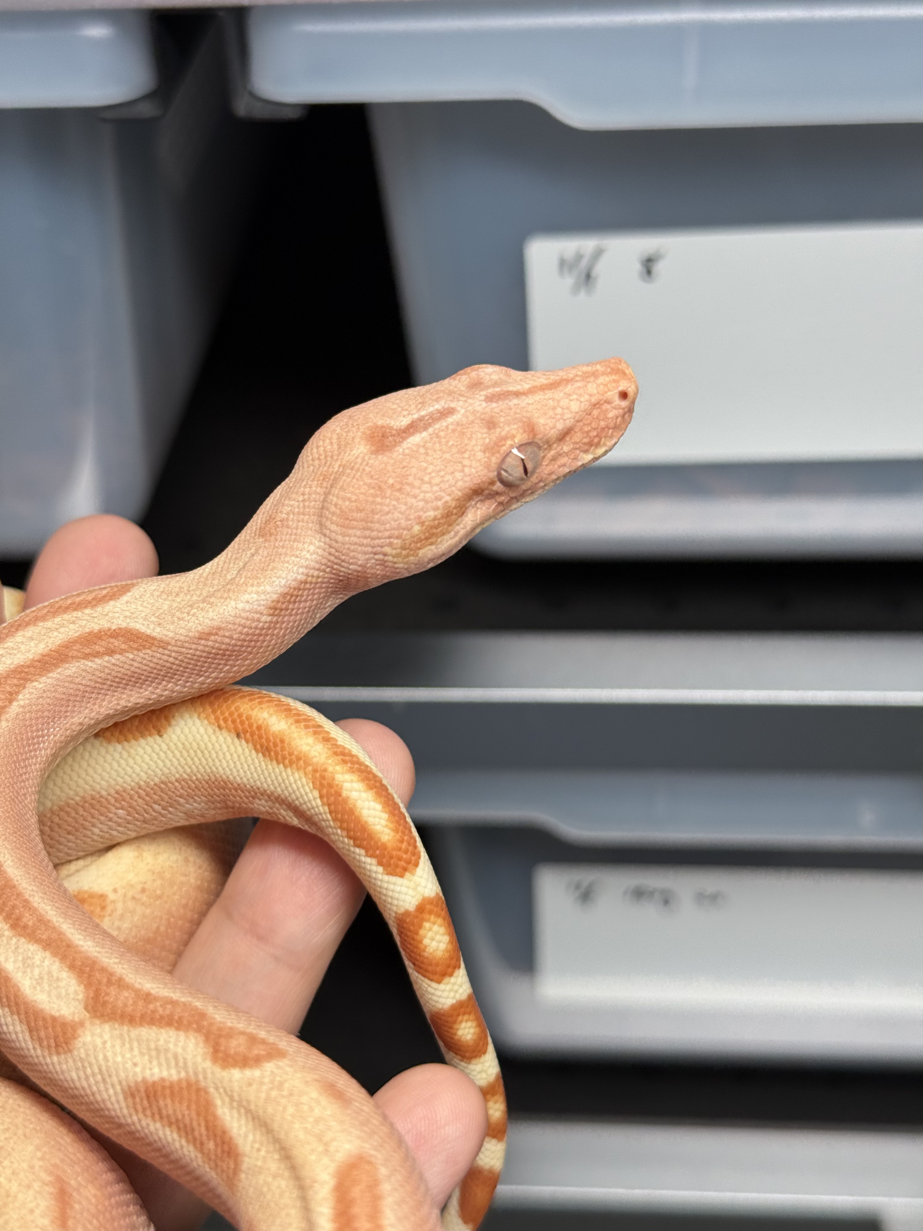 2025 ♀ VPI Sunglow Labyrinth Jungle het66%Blood