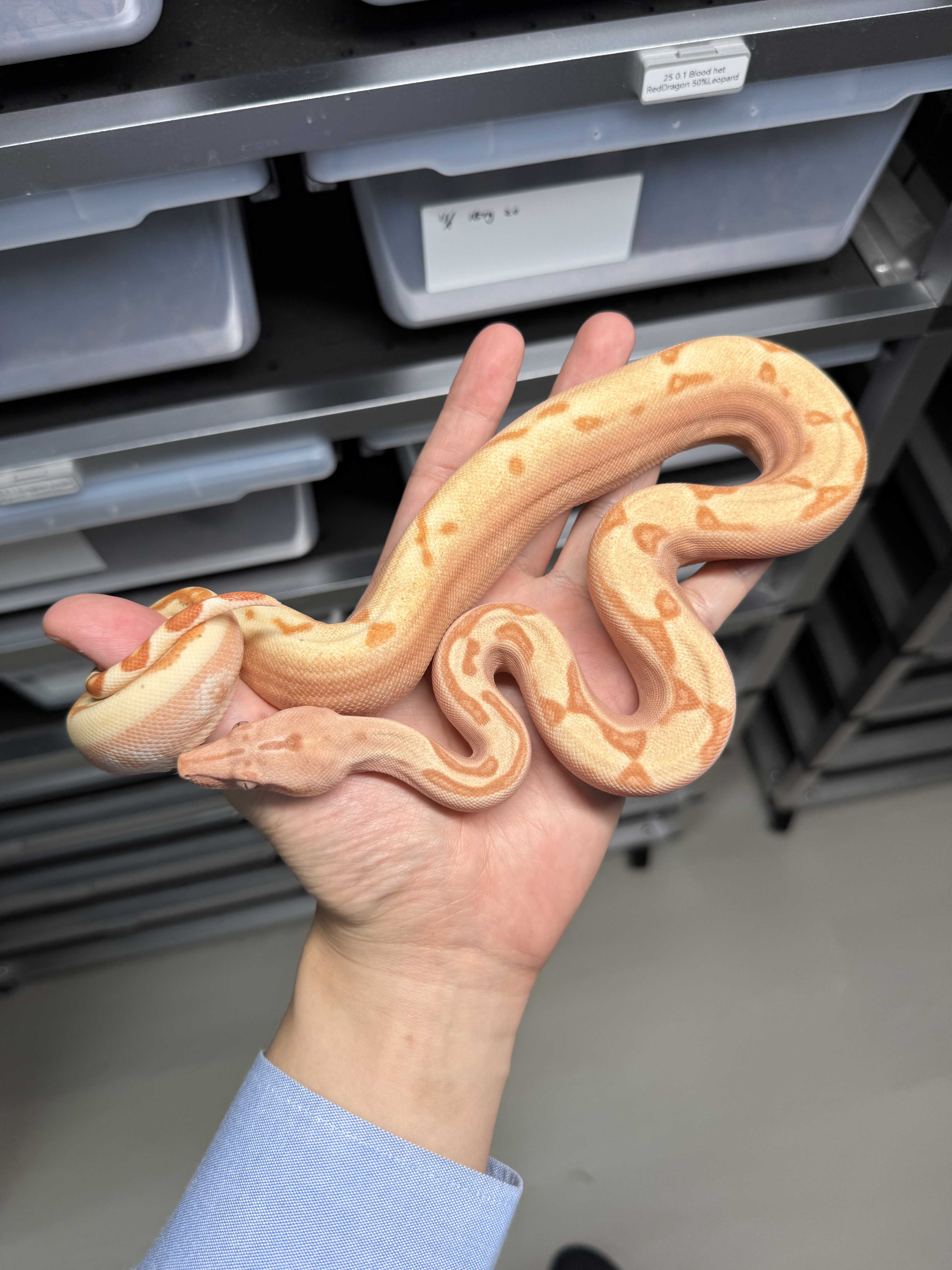 2025 ♀ VPI Sunglow Labyrinth Jungle het66%Blood