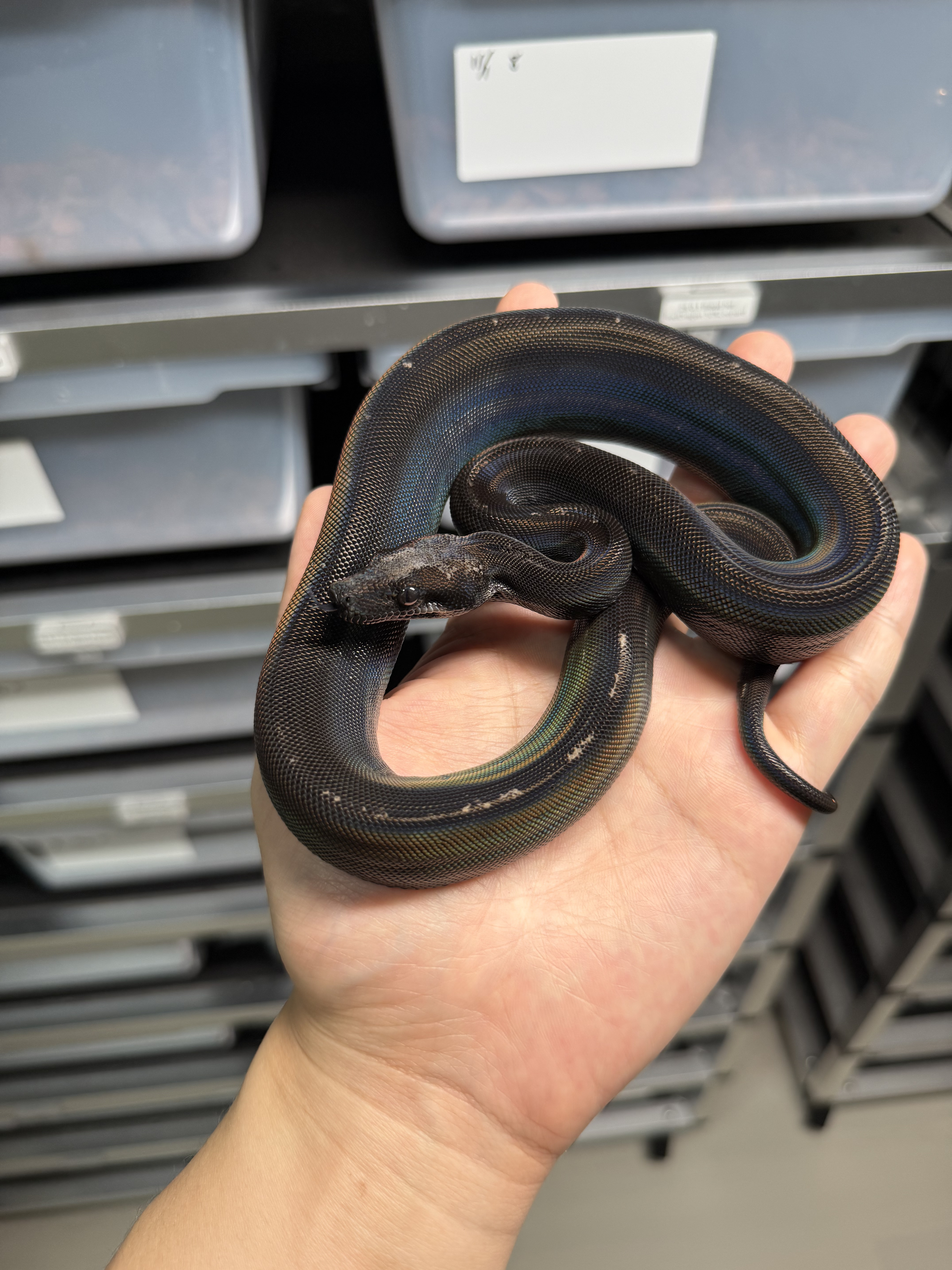 2025 ♂ IMG Motley het Leopard