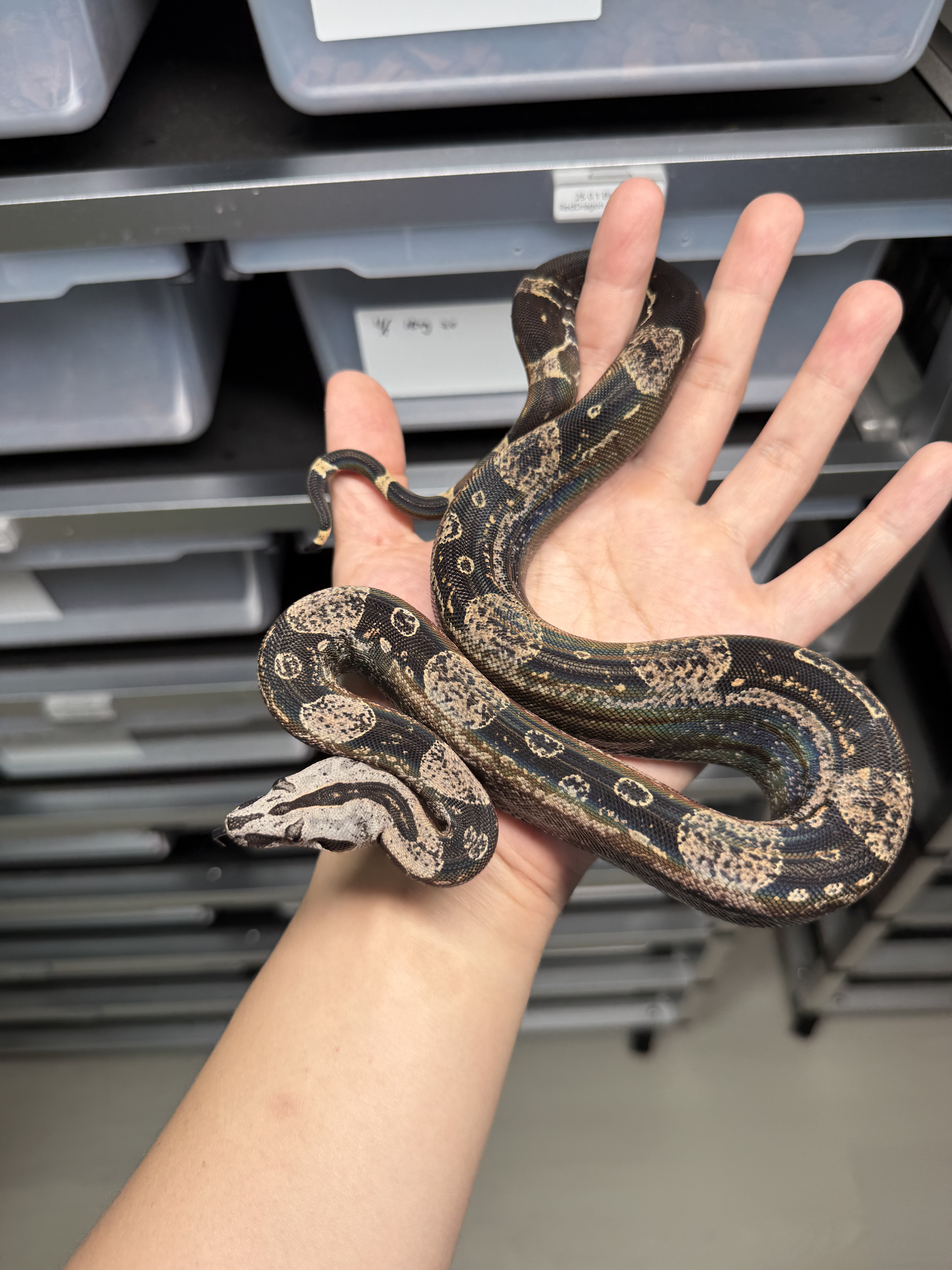 2024 ♂ IMG Jungle het Sharp