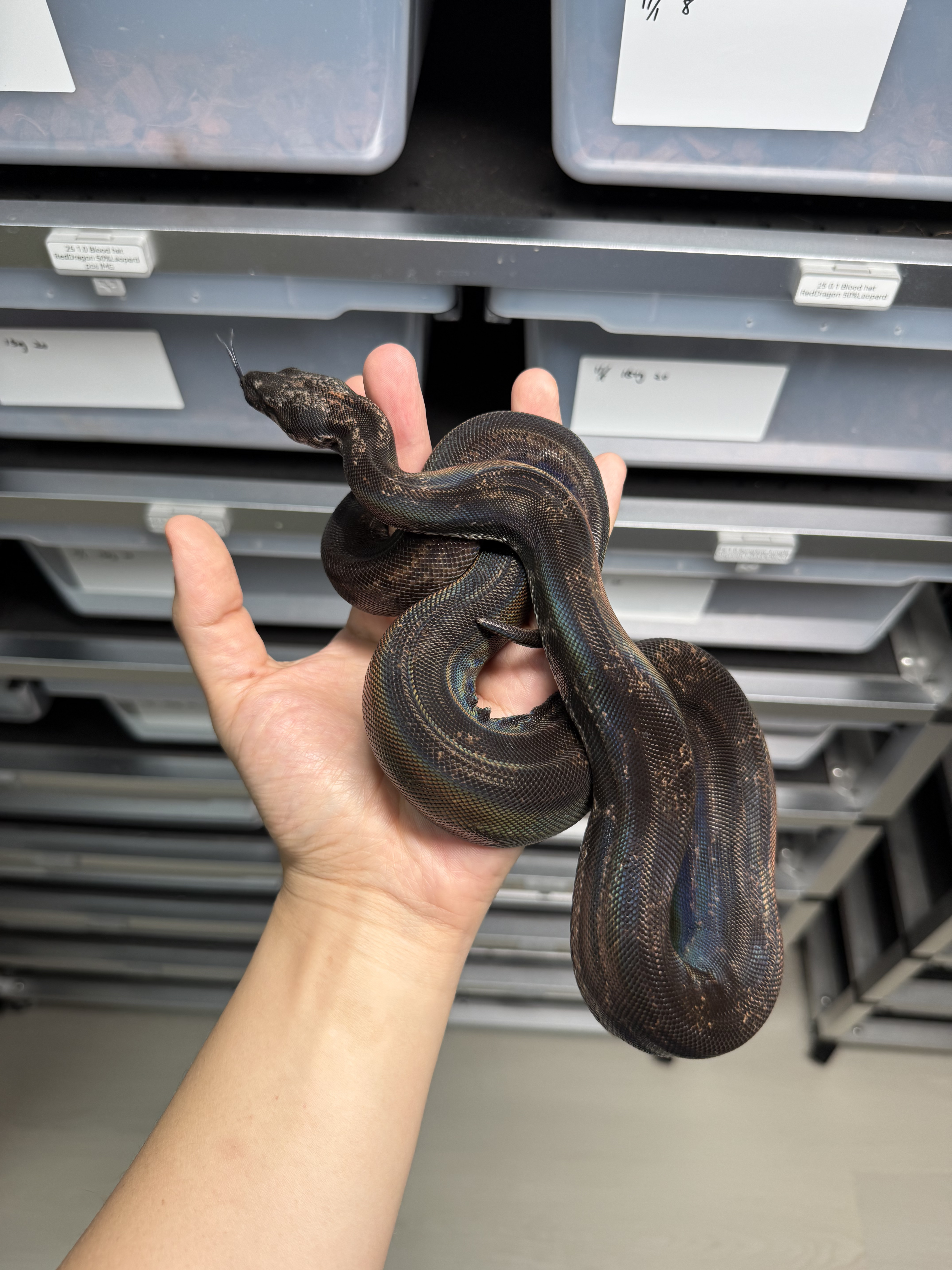 2024 ♀ Hypo IMG Motley het Kahl 50%Leopard pos Jungle