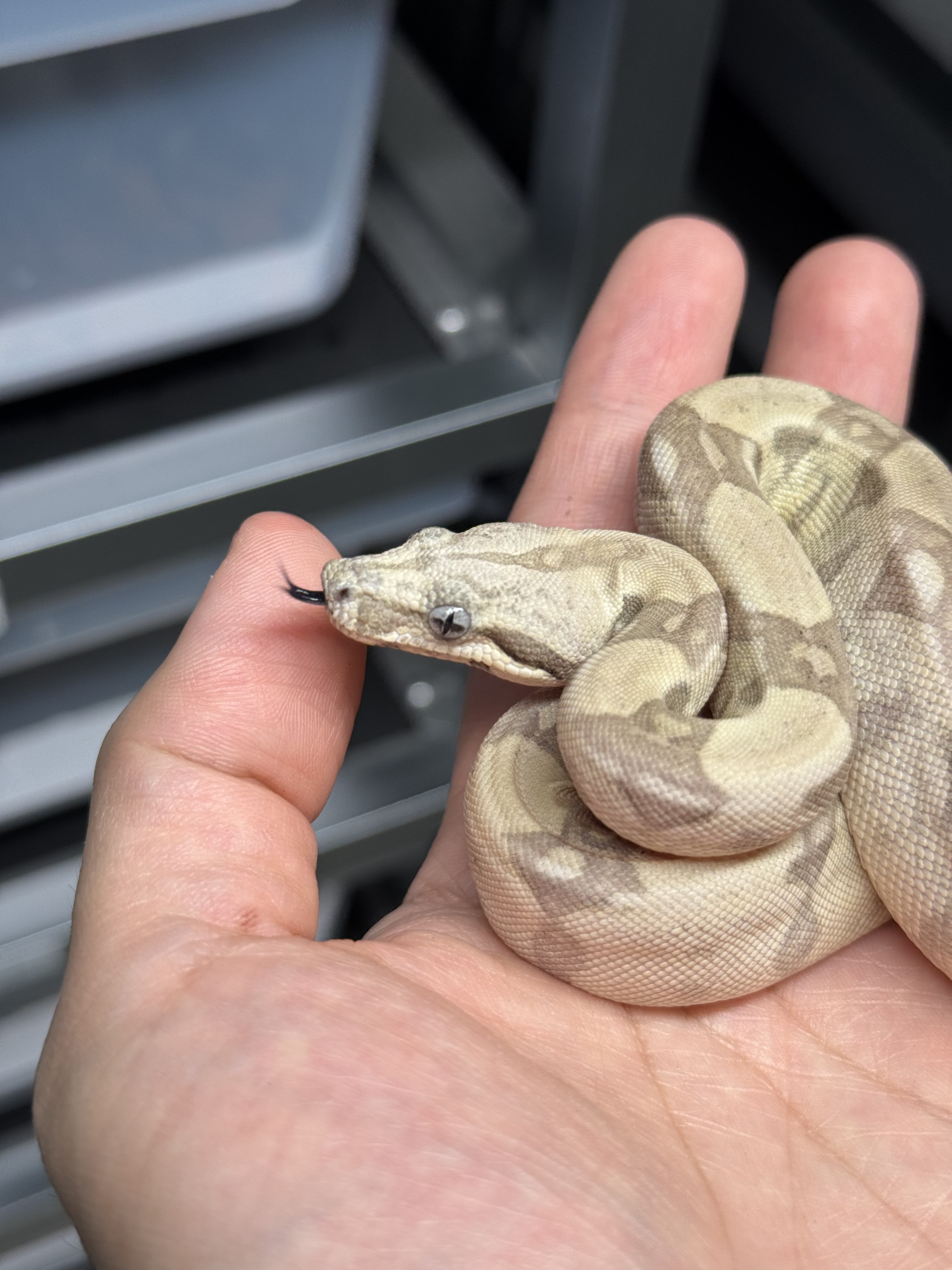 2025 ♀ Ghost het VPI