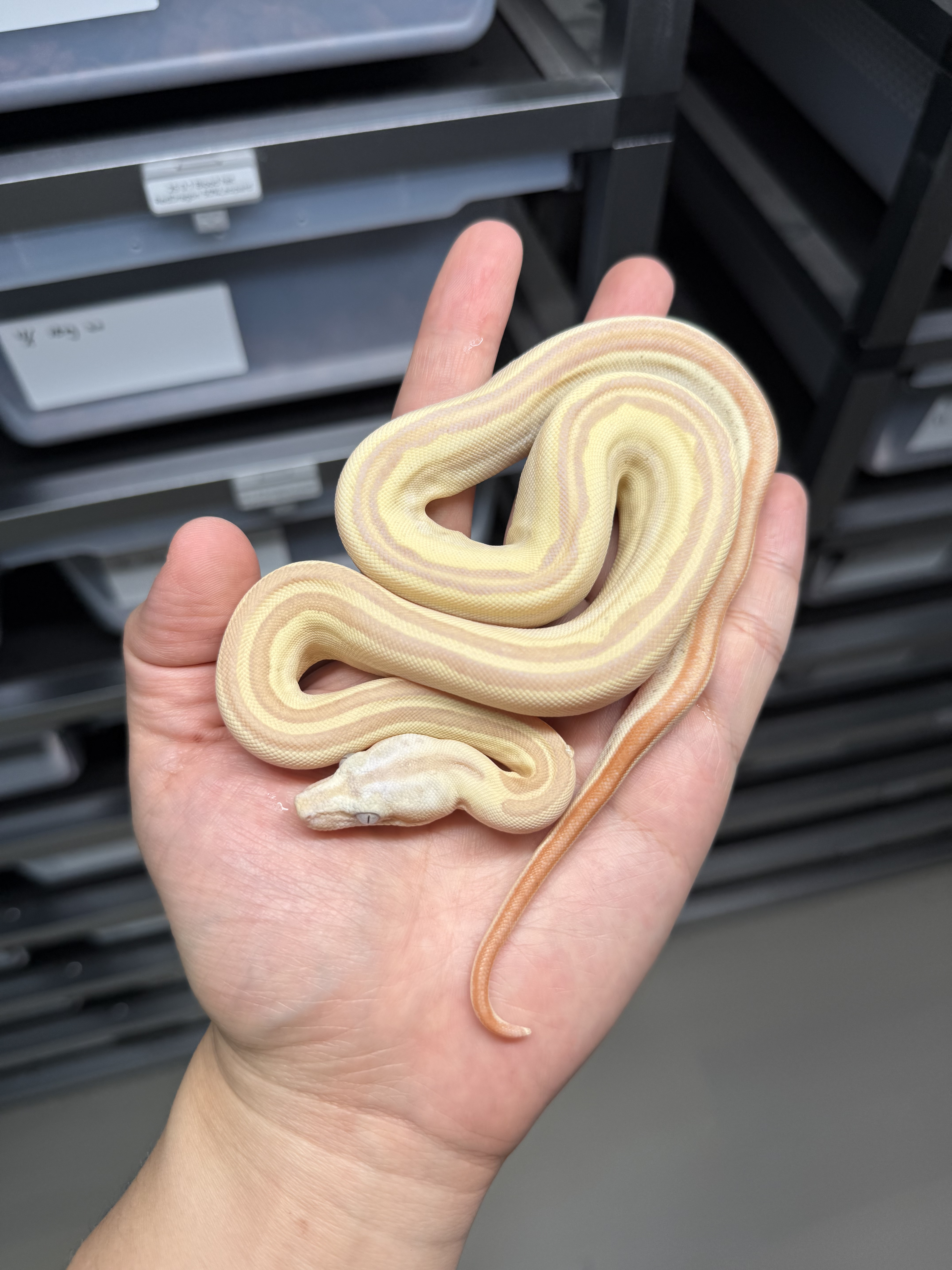 2025 ♂ VPI Sunglow Labyrinth Motley het50% Anery