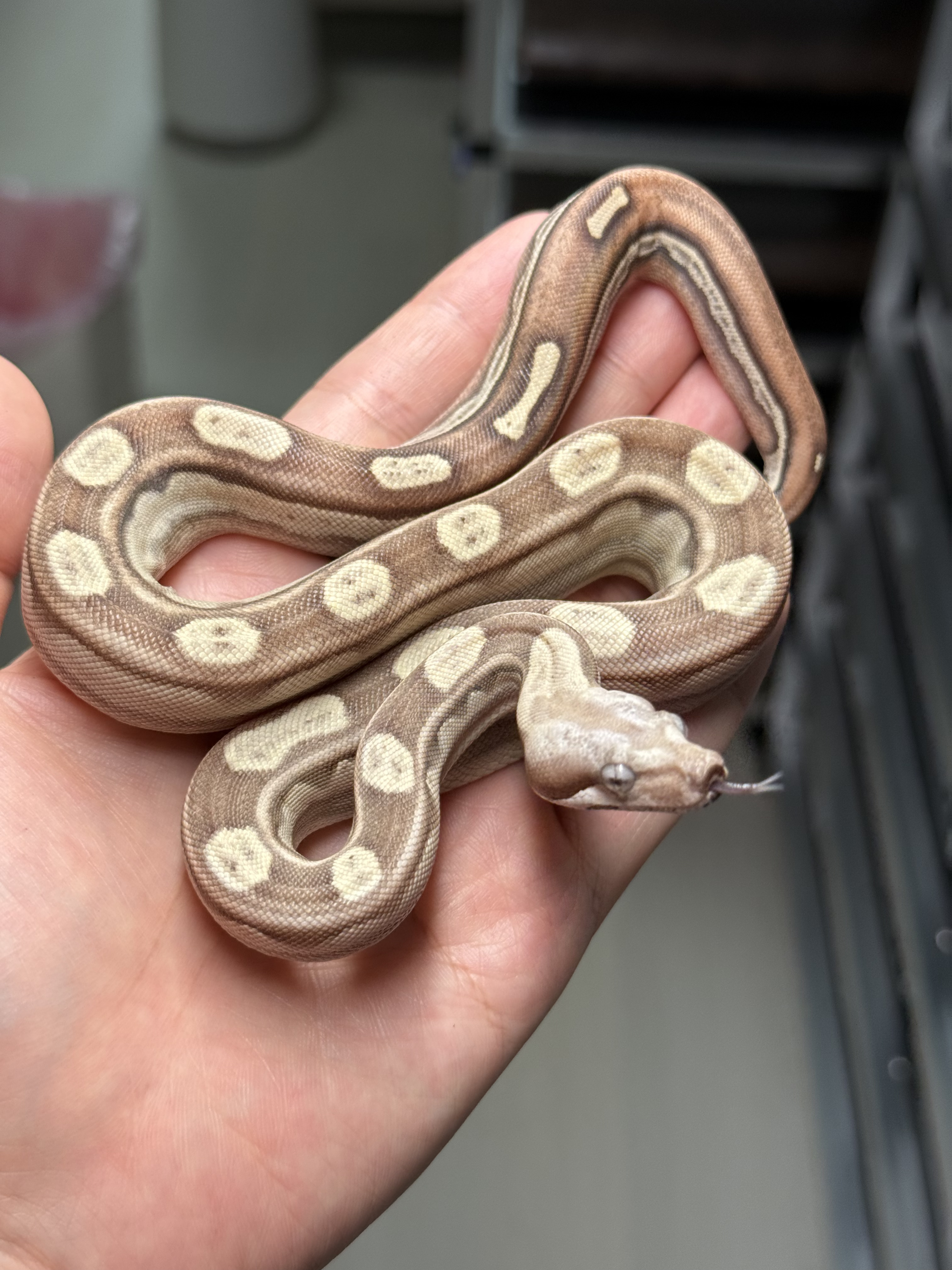 2025 ♂ VPI Motley het 50%Anery