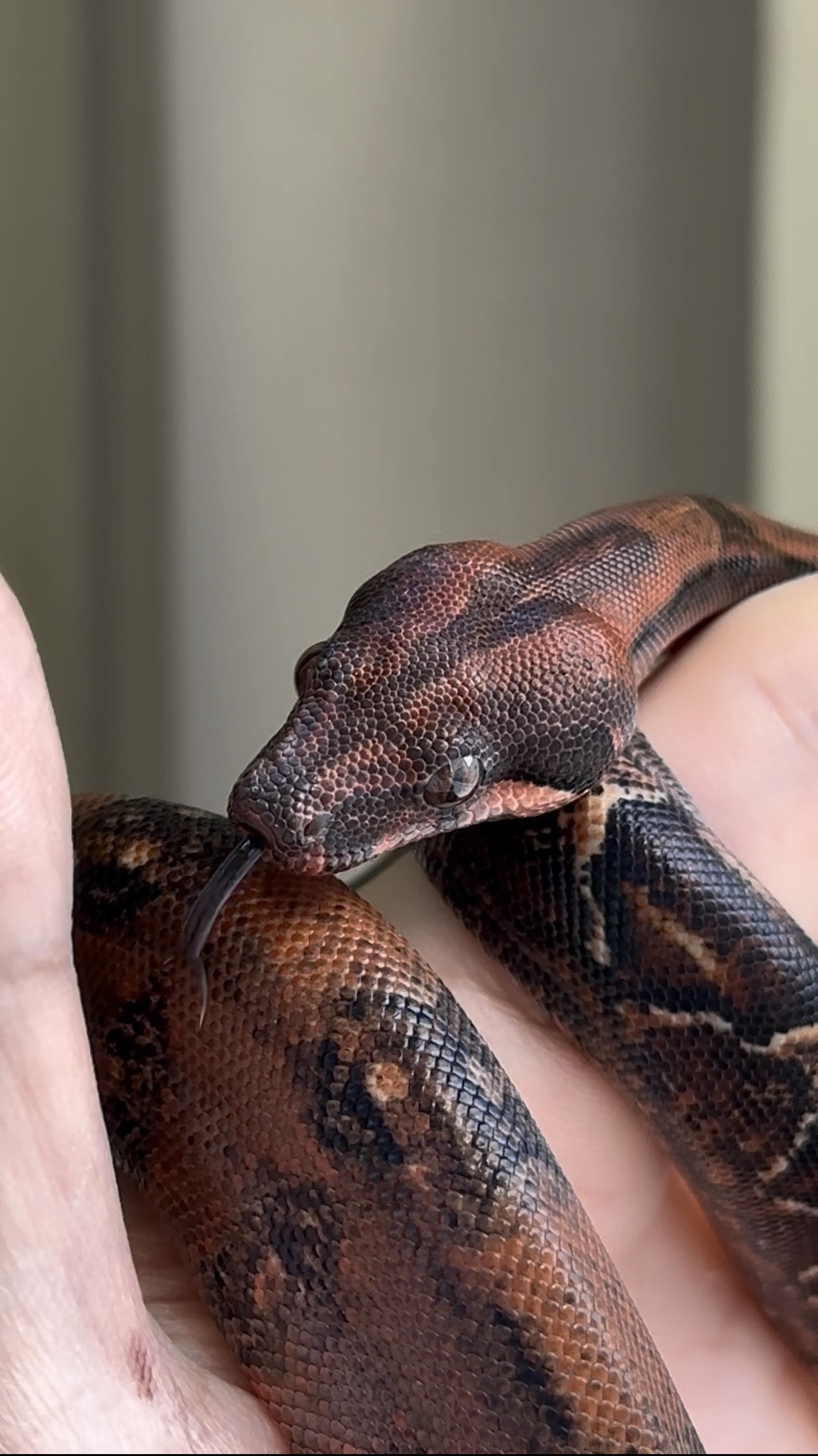 2025 ♂ Blood het RedDragon 50%Leopard (pos IMG)