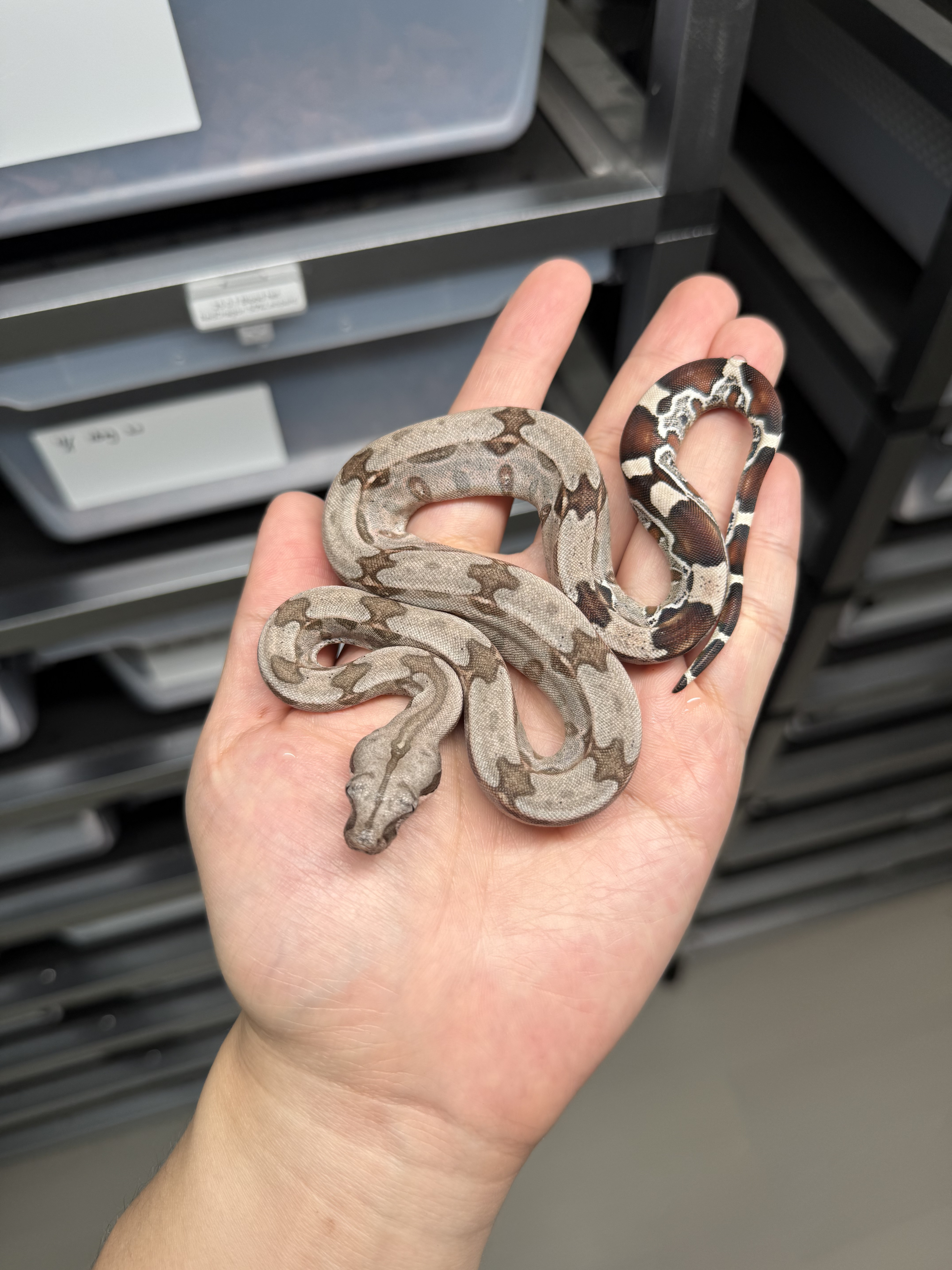 2025 ♂ BCC Suriname