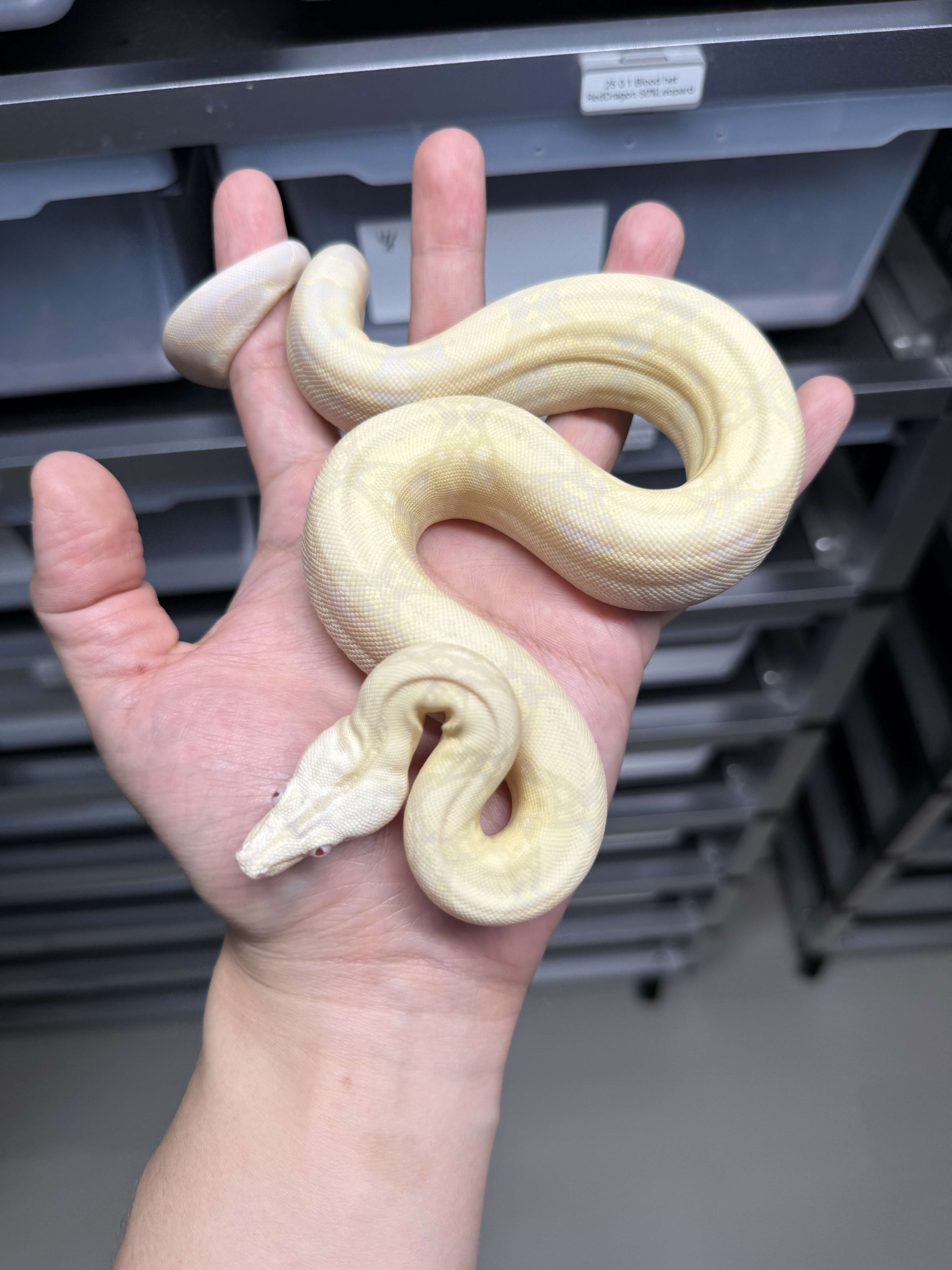 2025 ♀ Snow het66%Blood