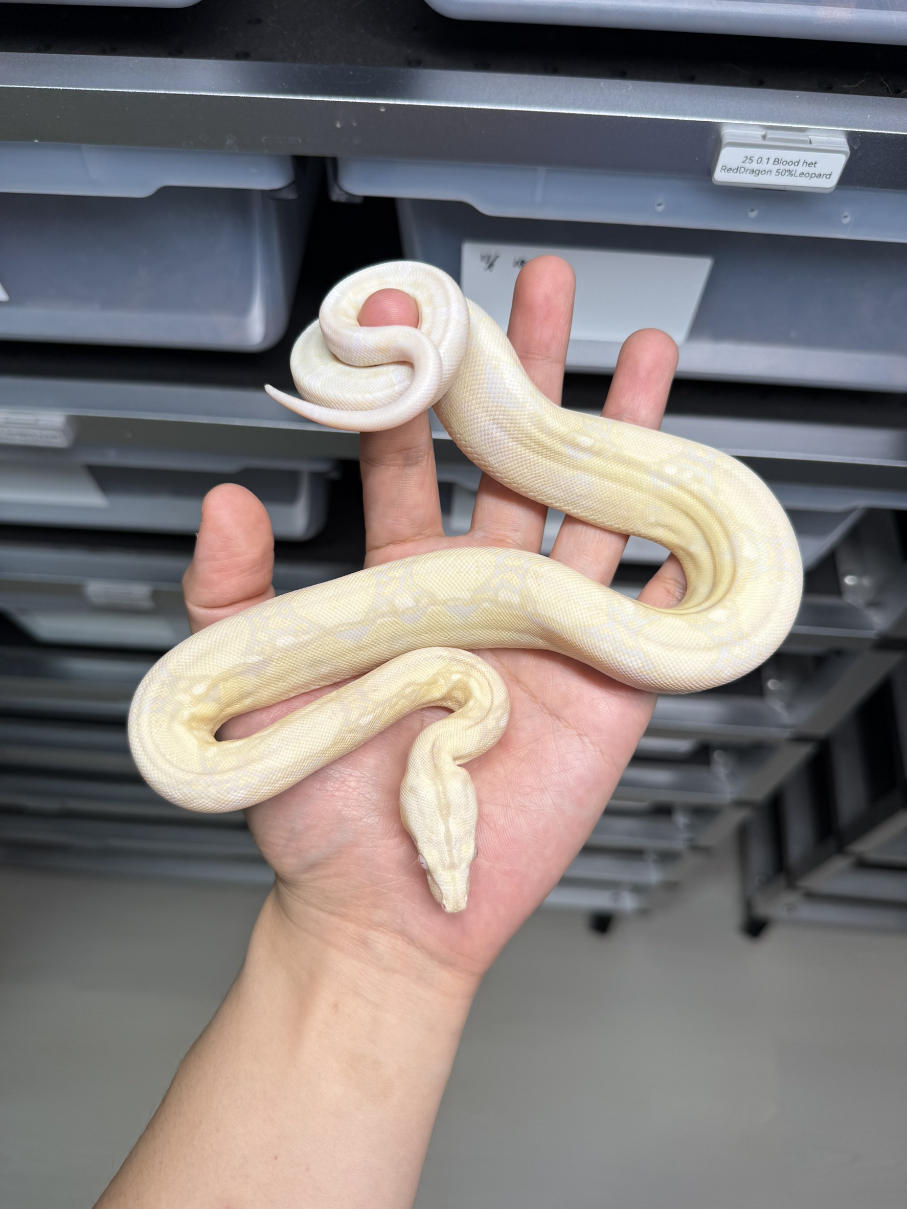 2025 ♀ Snow het66%Blood