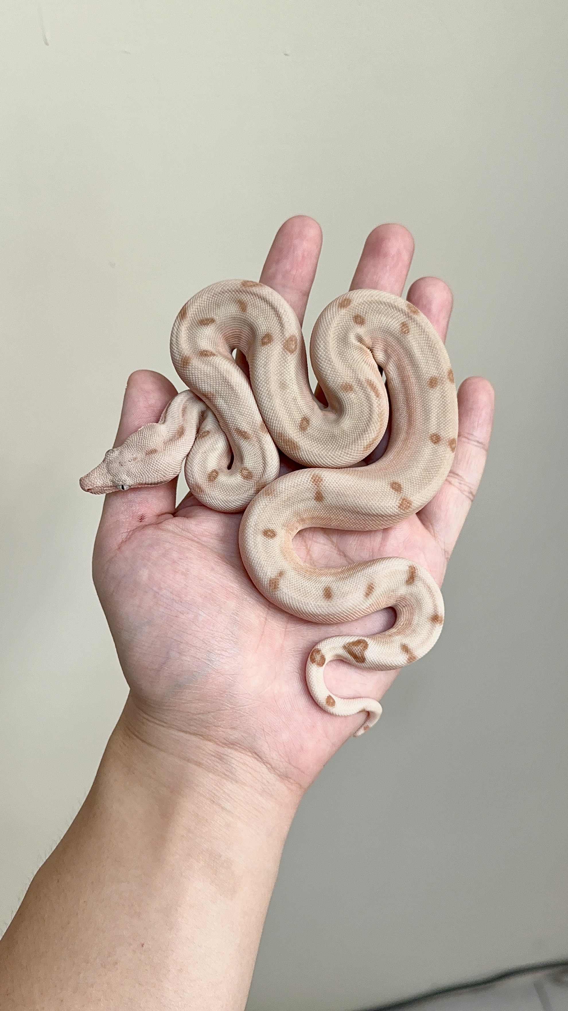 2025 ♀ Super Hypo Fire Labyrinth het VPI