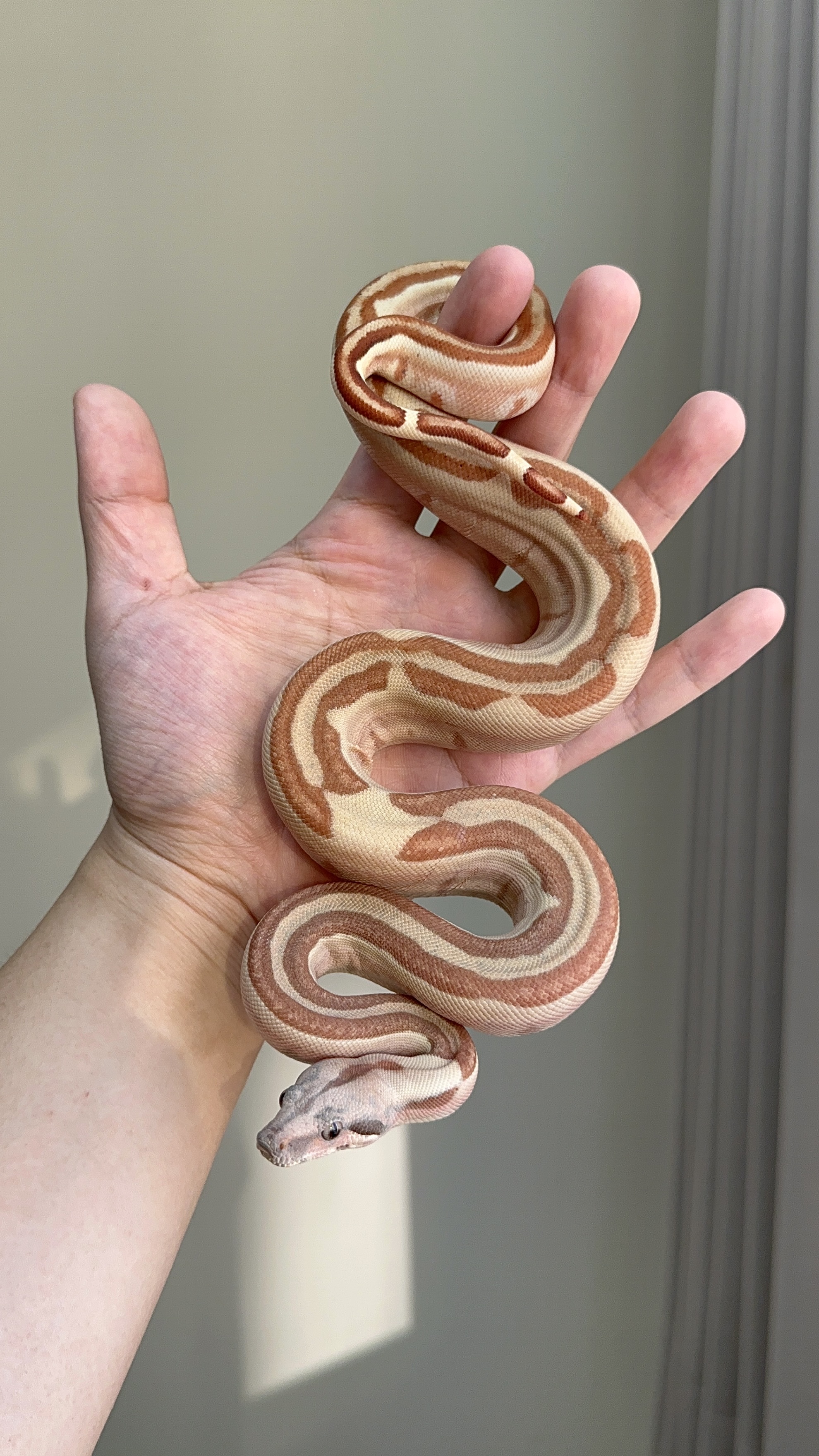 2025 ♀ Hypo Labyrinth het Blood 66% VPI