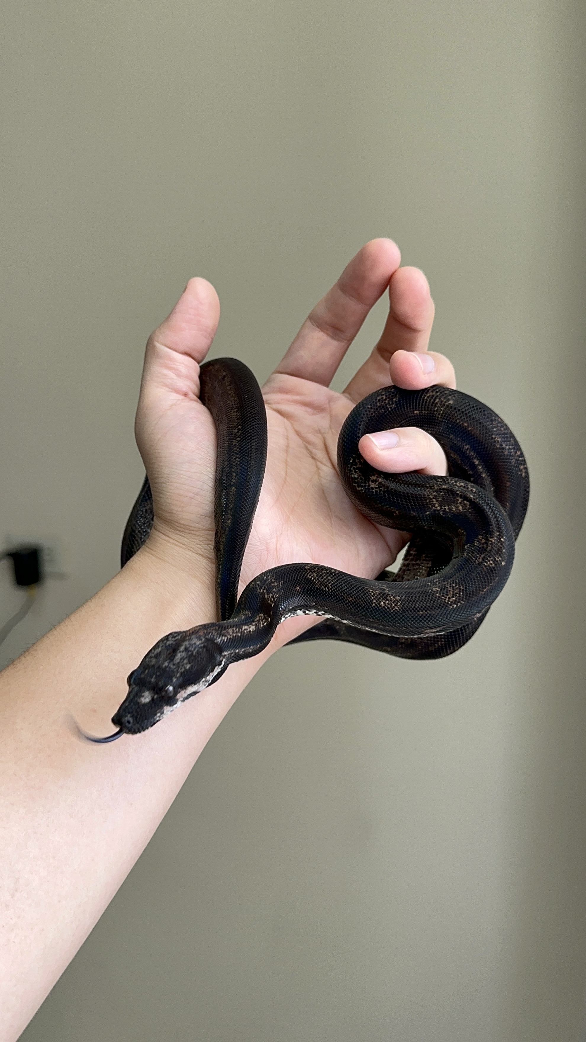 2024 ♀ Hypo IMG Motley het Kahl 50%Leopard pos Jungle