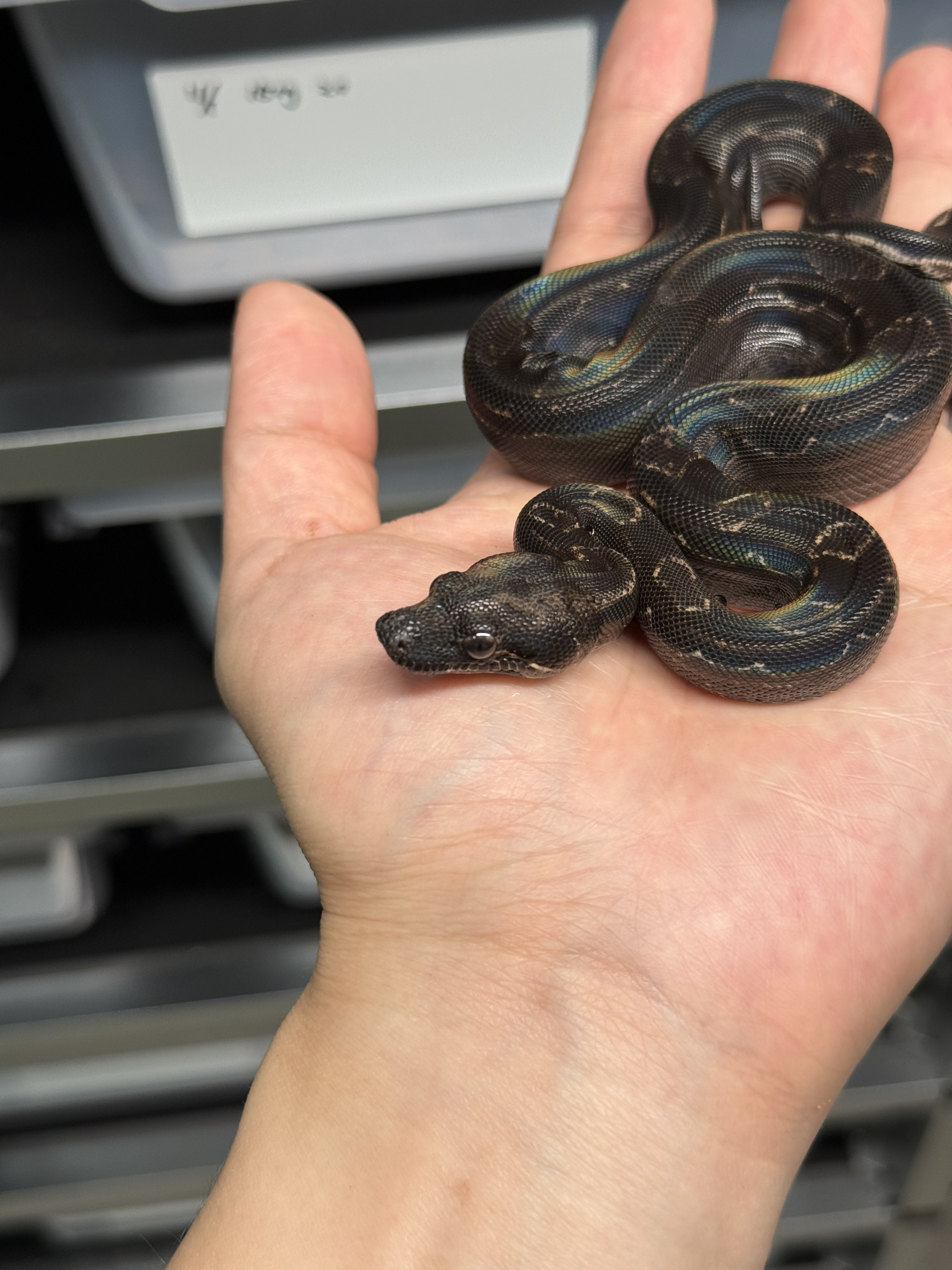 2025 ♀ IMG Motley DH Leopard CA