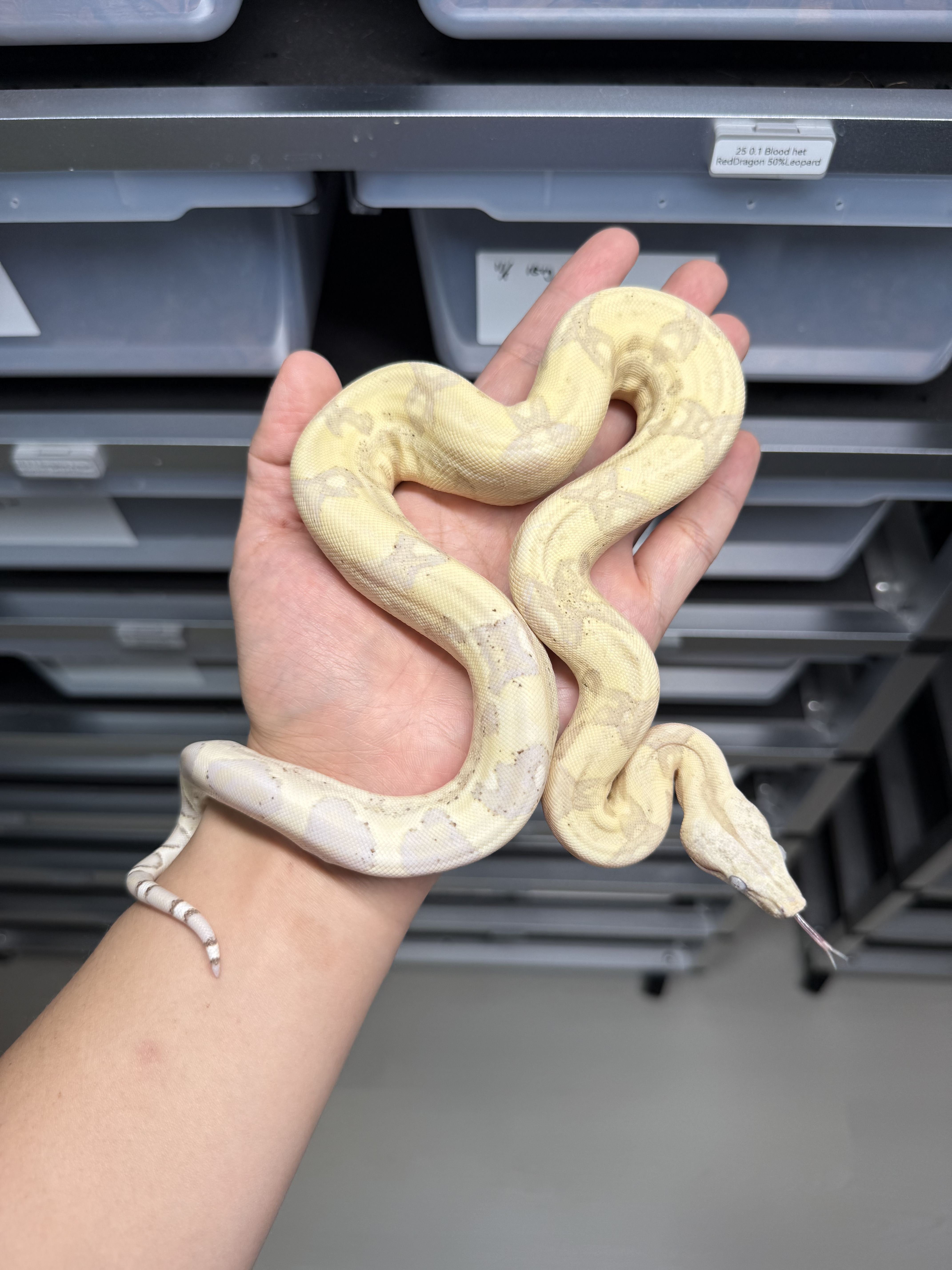 2025 ♂ VPI Snowglow