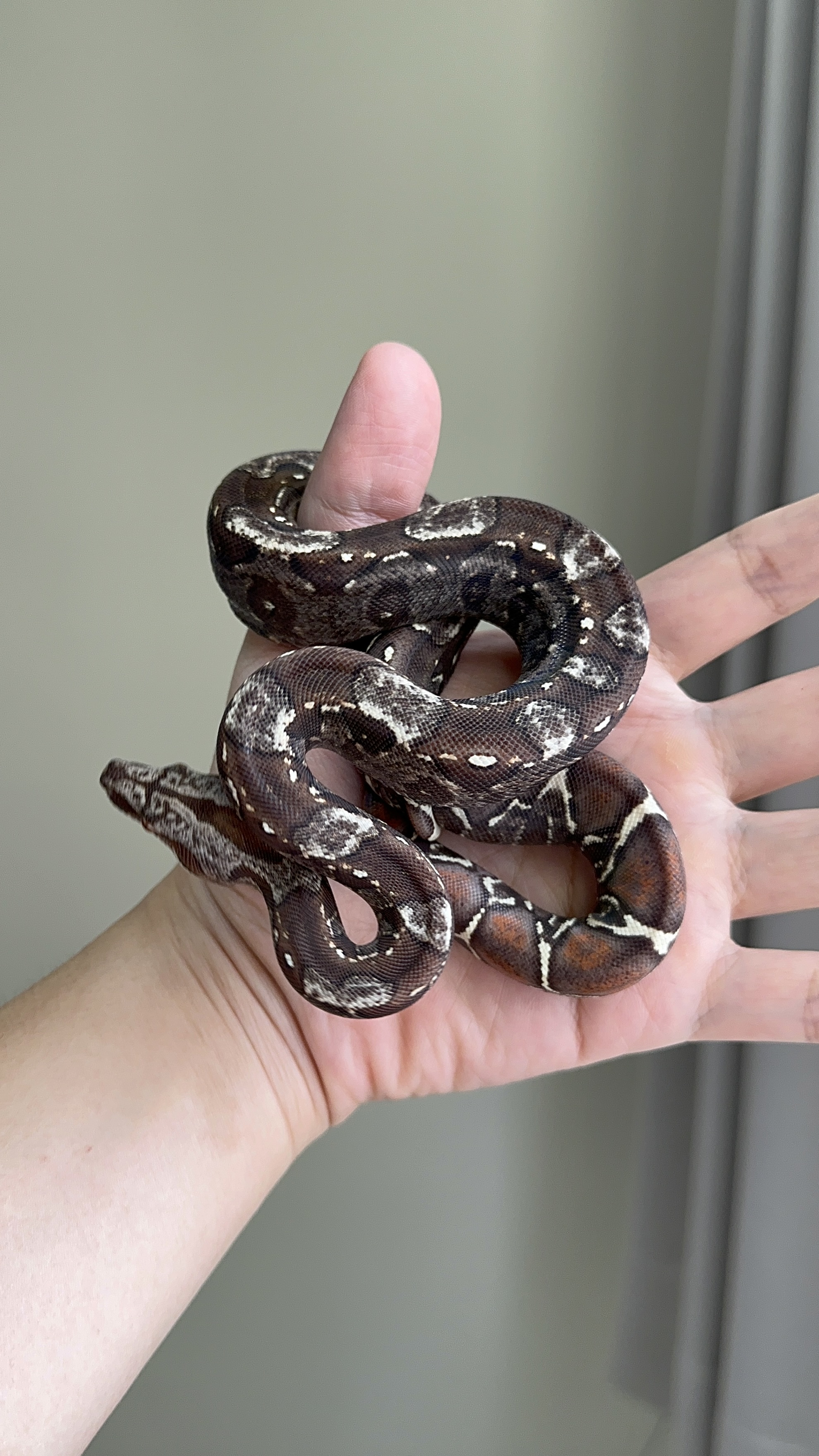 2025 ♀ IMG VPI het66%Sharp(pos Jungle)