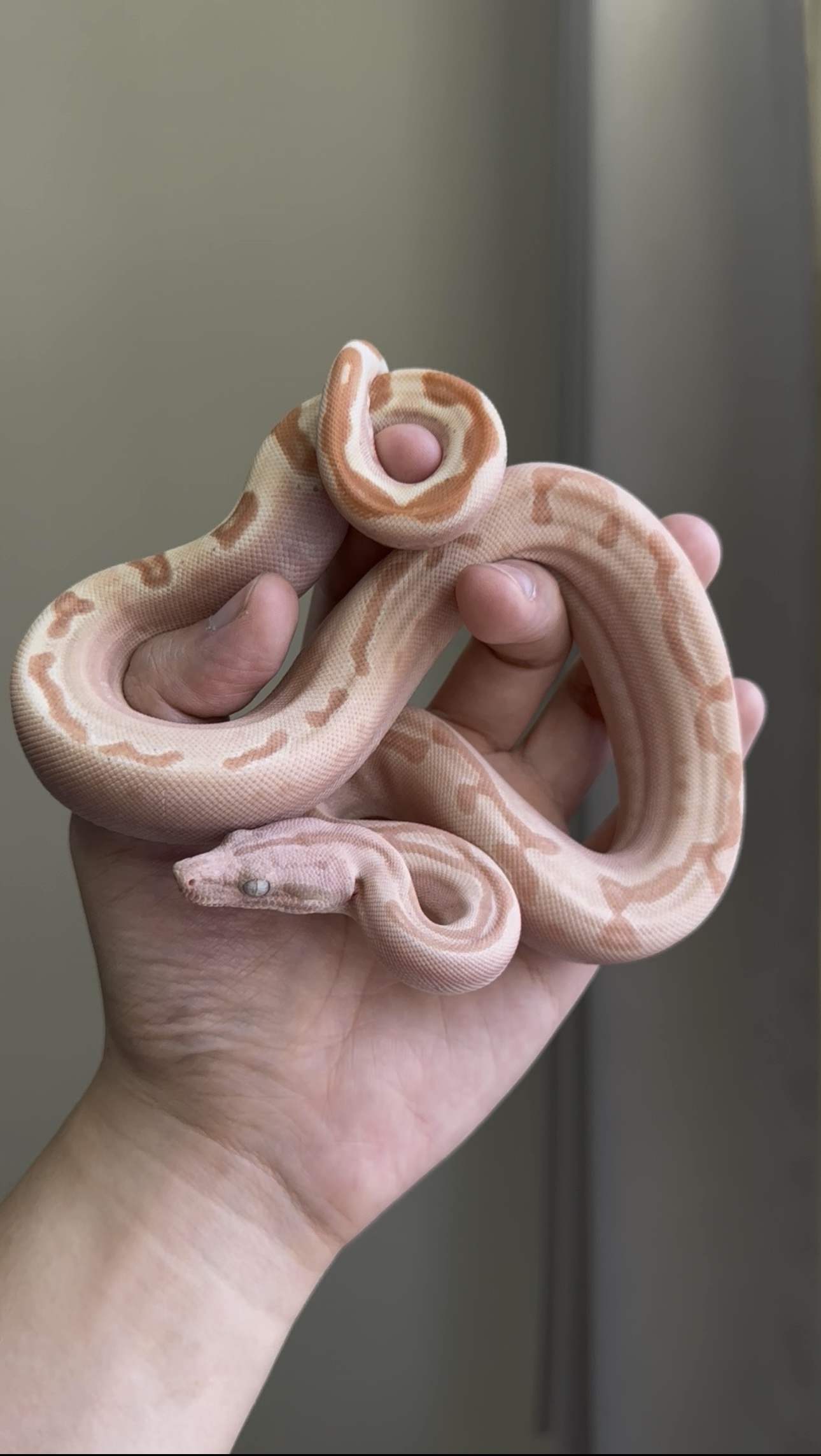 2025 ♂ VPI Sunglow Labyrinth Jungle het66%Blood