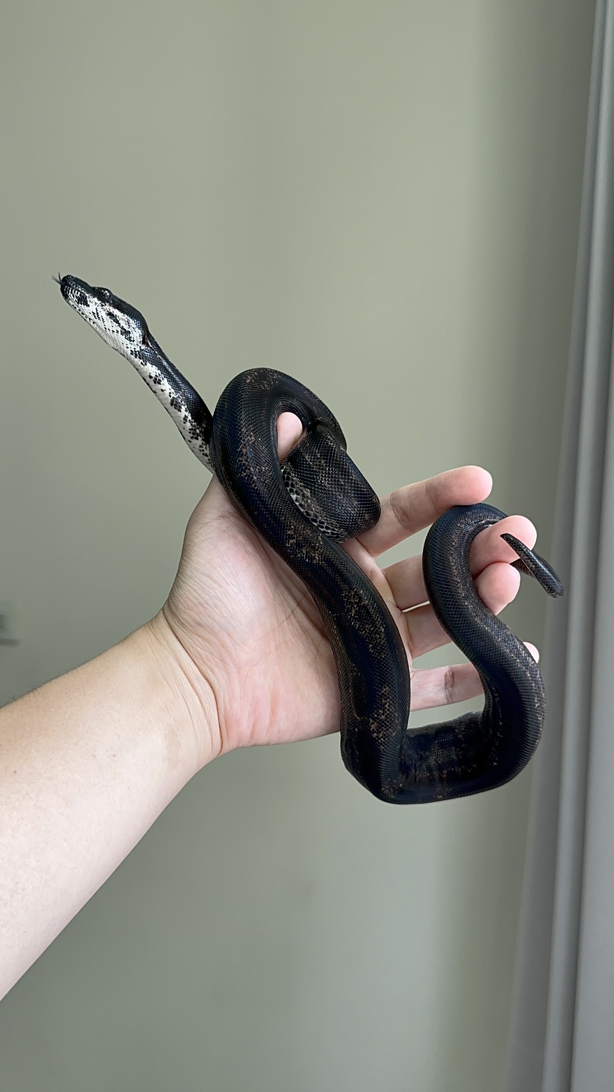 2024 ♀ Hypo IMG Motley het Kahl 50%Leopard pos Jungle