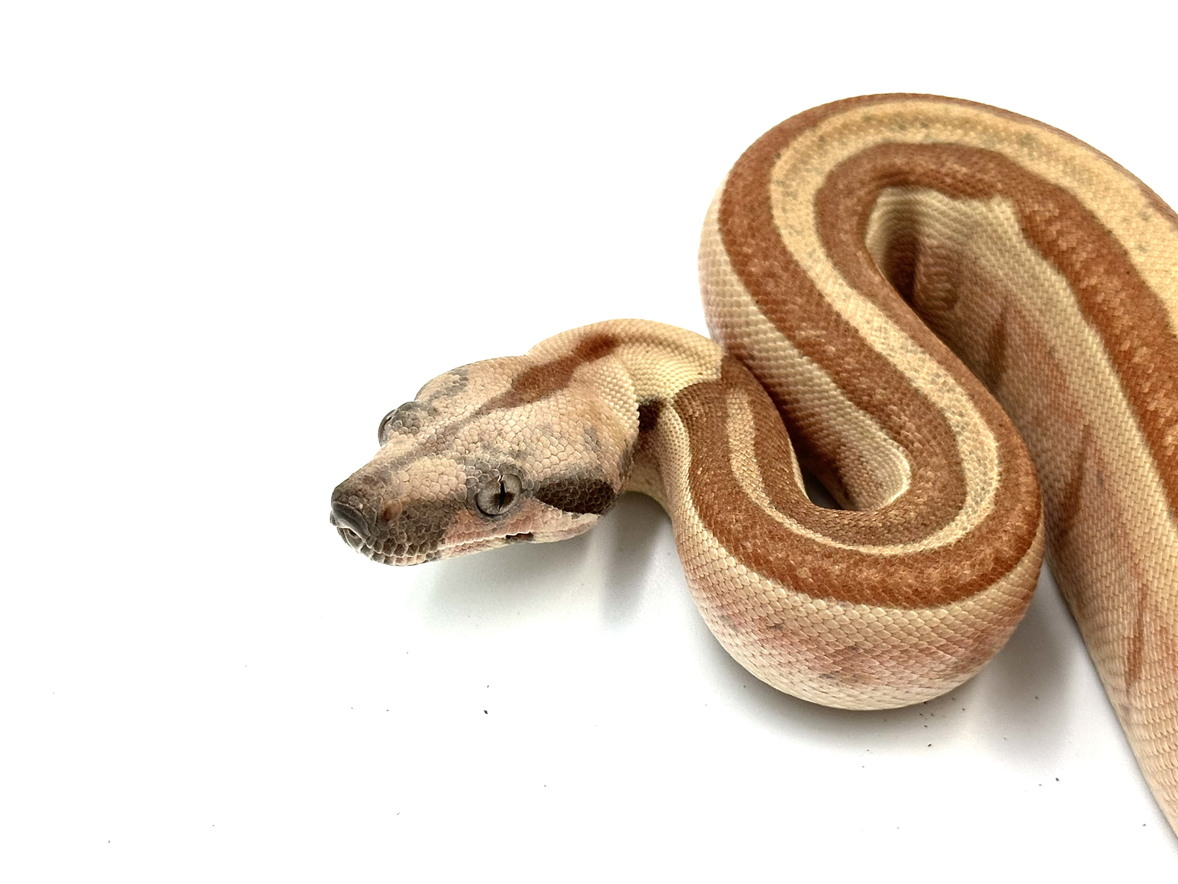 2025 ♀ Hypo Labyrinth het Blood 66% VPI