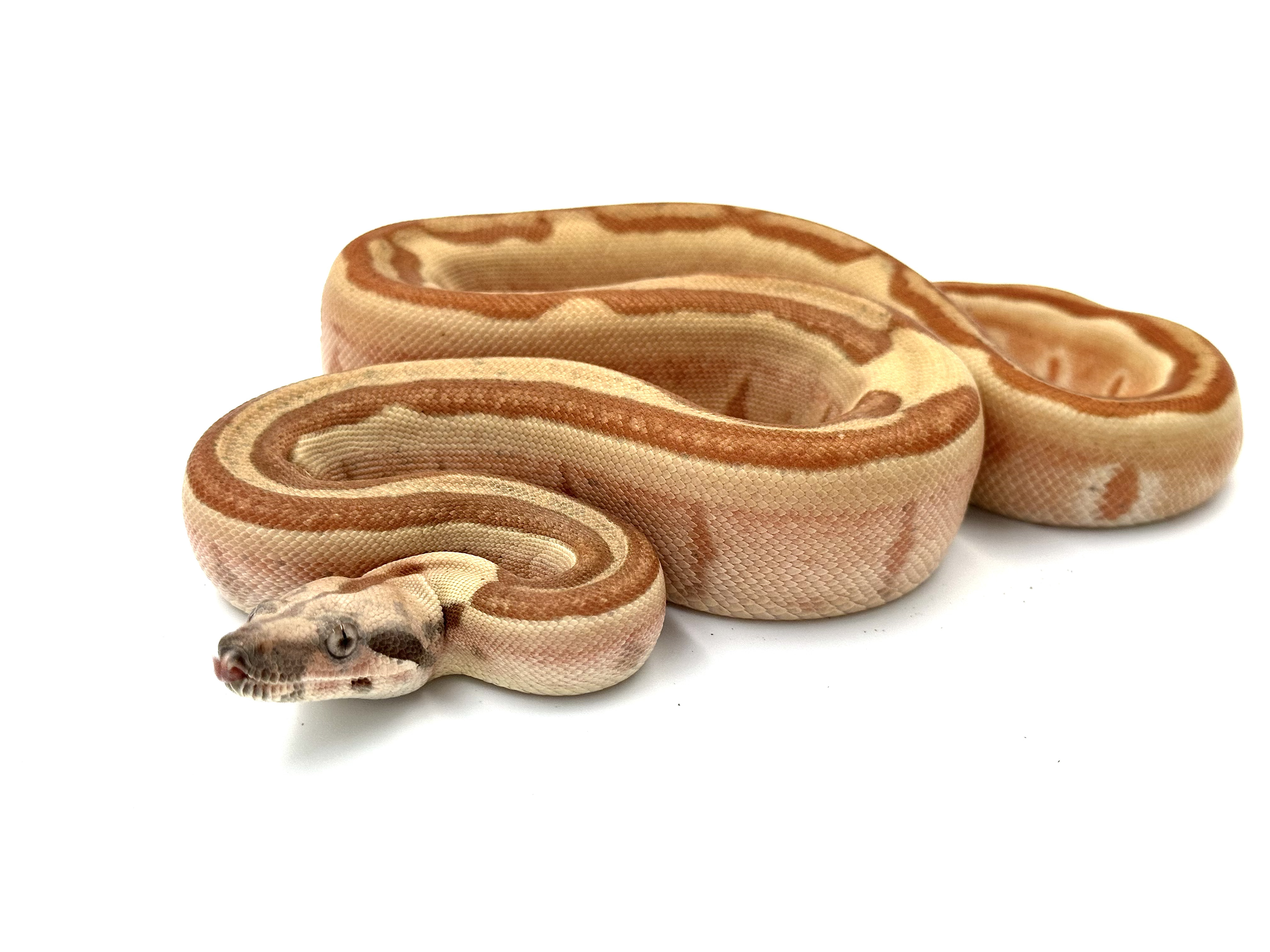 2025 ♀ Hypo Labyrinth het Blood 66% VPI
