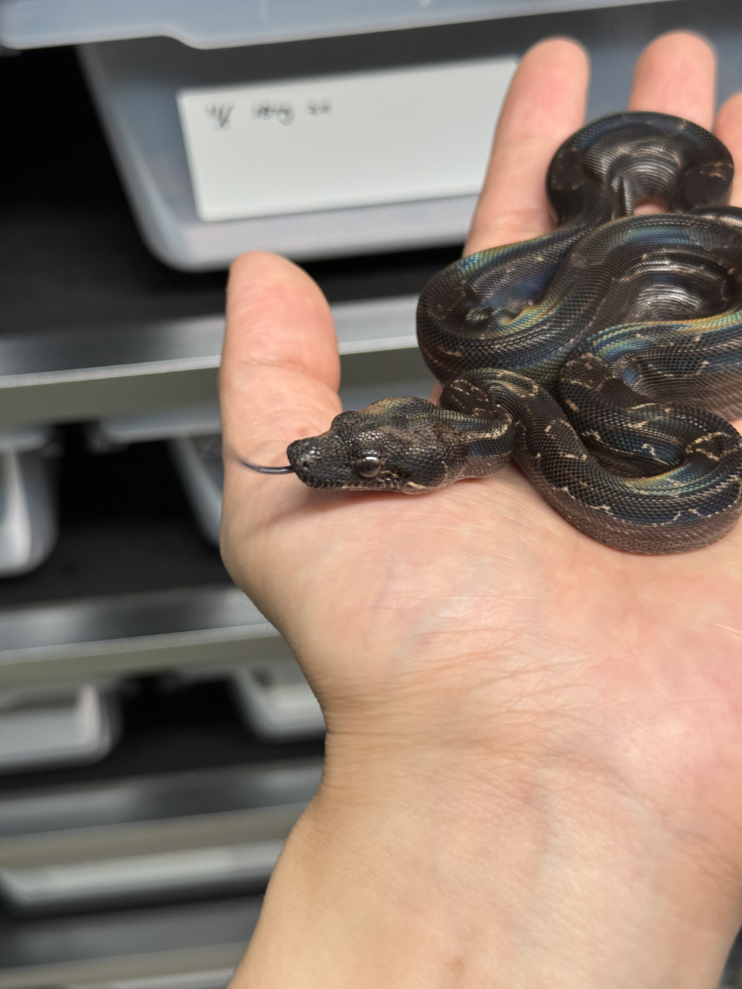 2025 ♀ IMG Motley DH Leopard CA