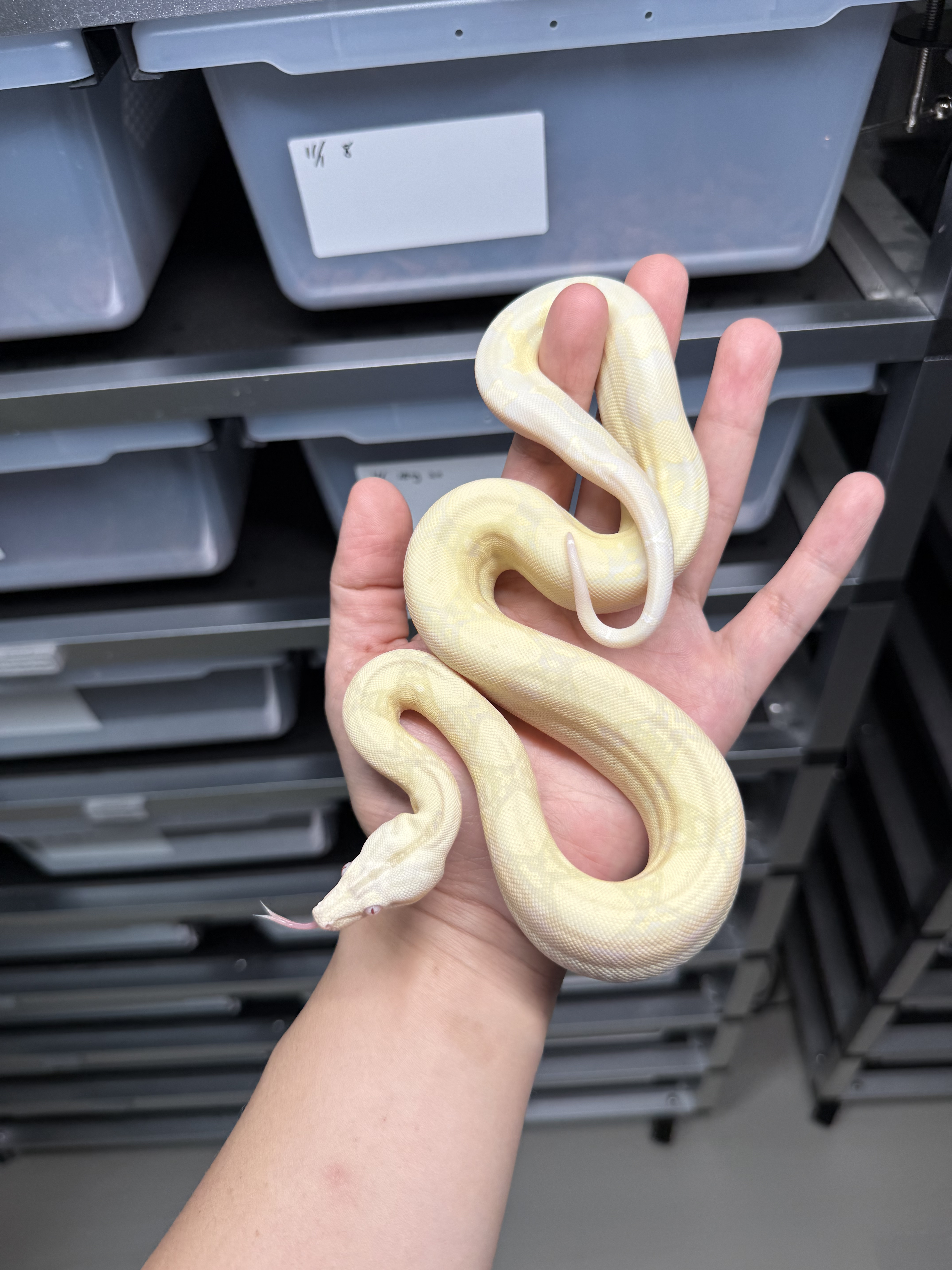 2025 ♀ Snow het66%Blood