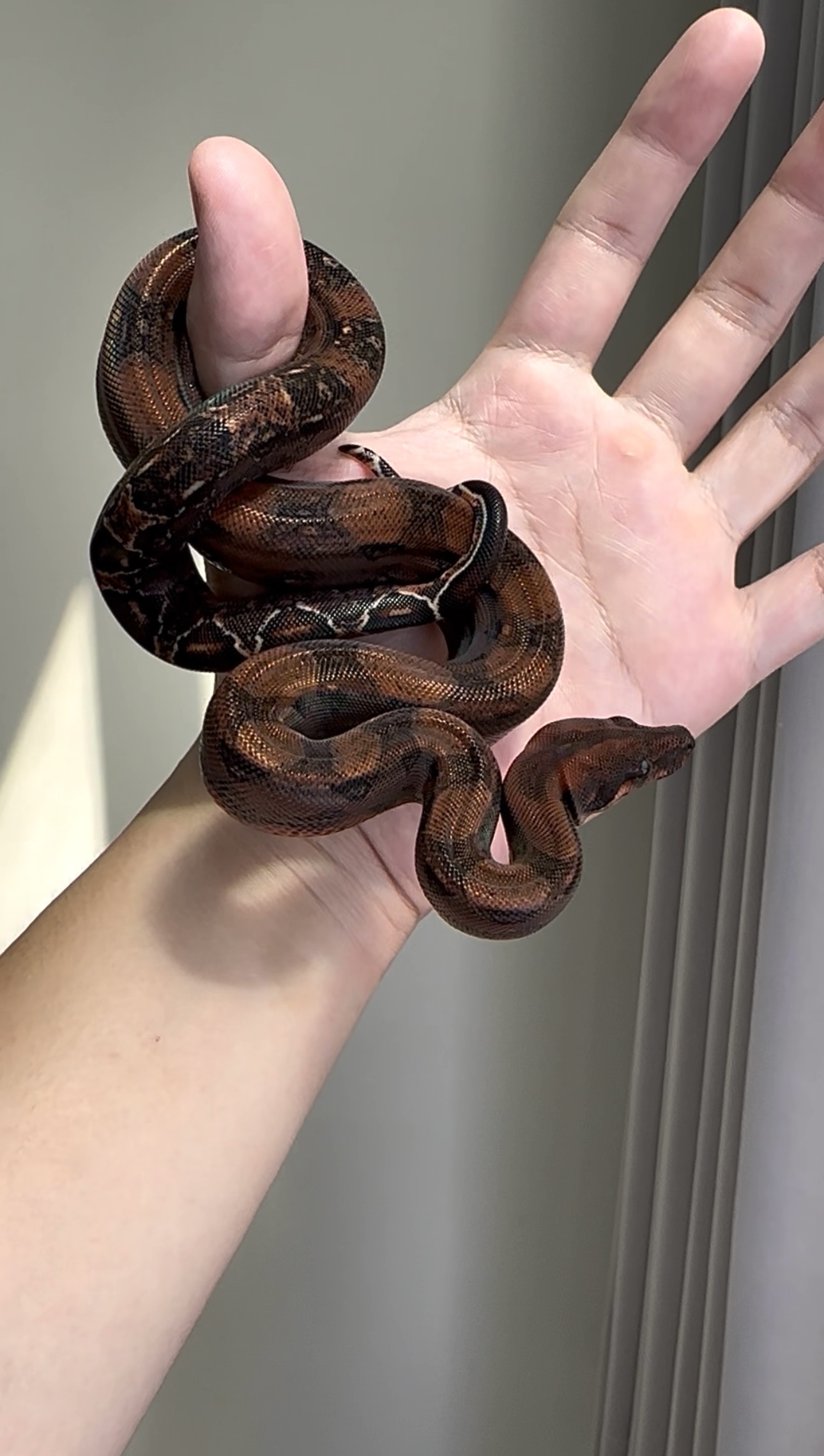 2025 ♂ Blood het RedDragon 50%Leopard (pos IMG)