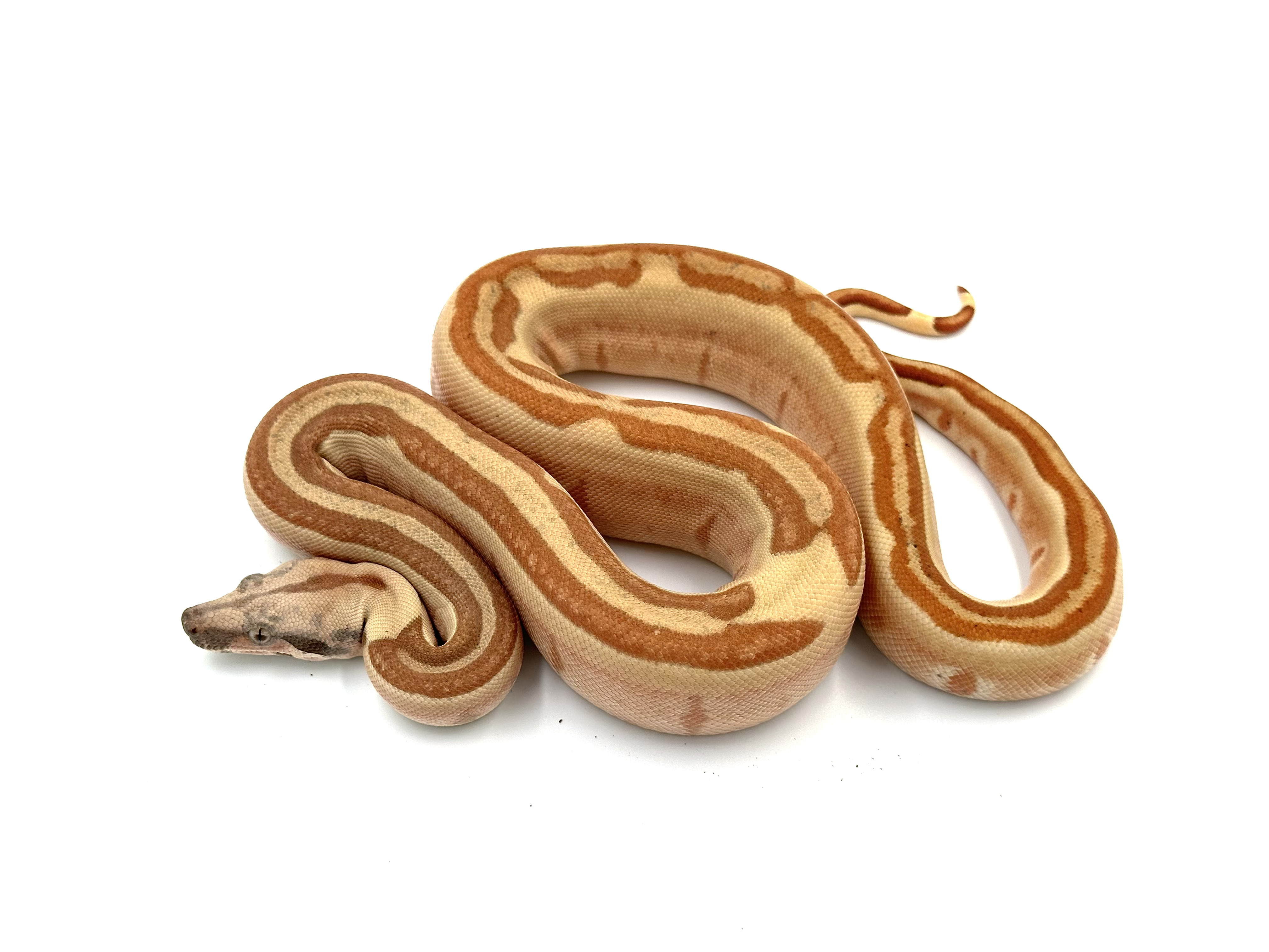 2025 ♀ Hypo Labyrinth het Blood 66% VPI