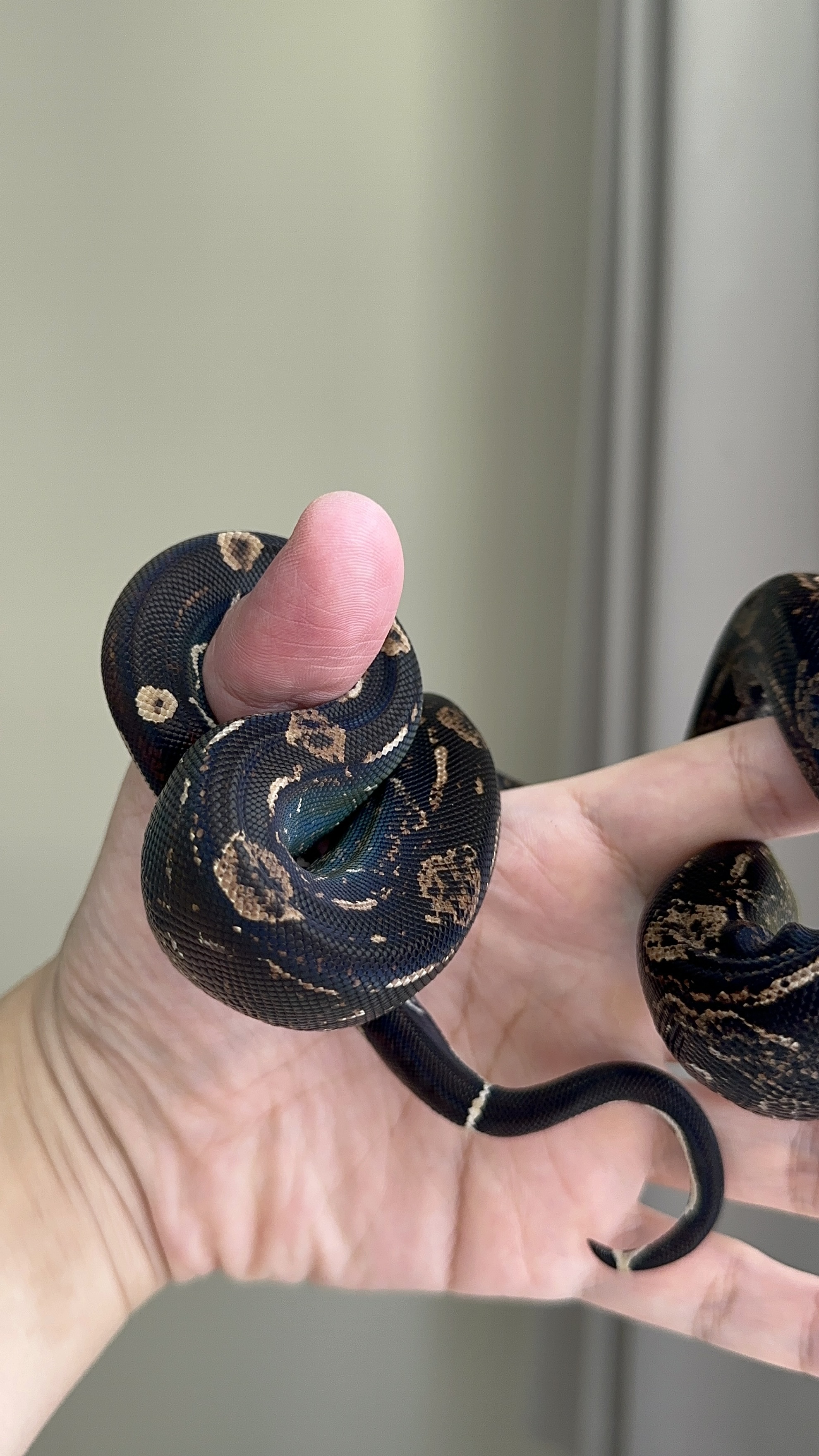 2024 ♂ IMG het Sharp