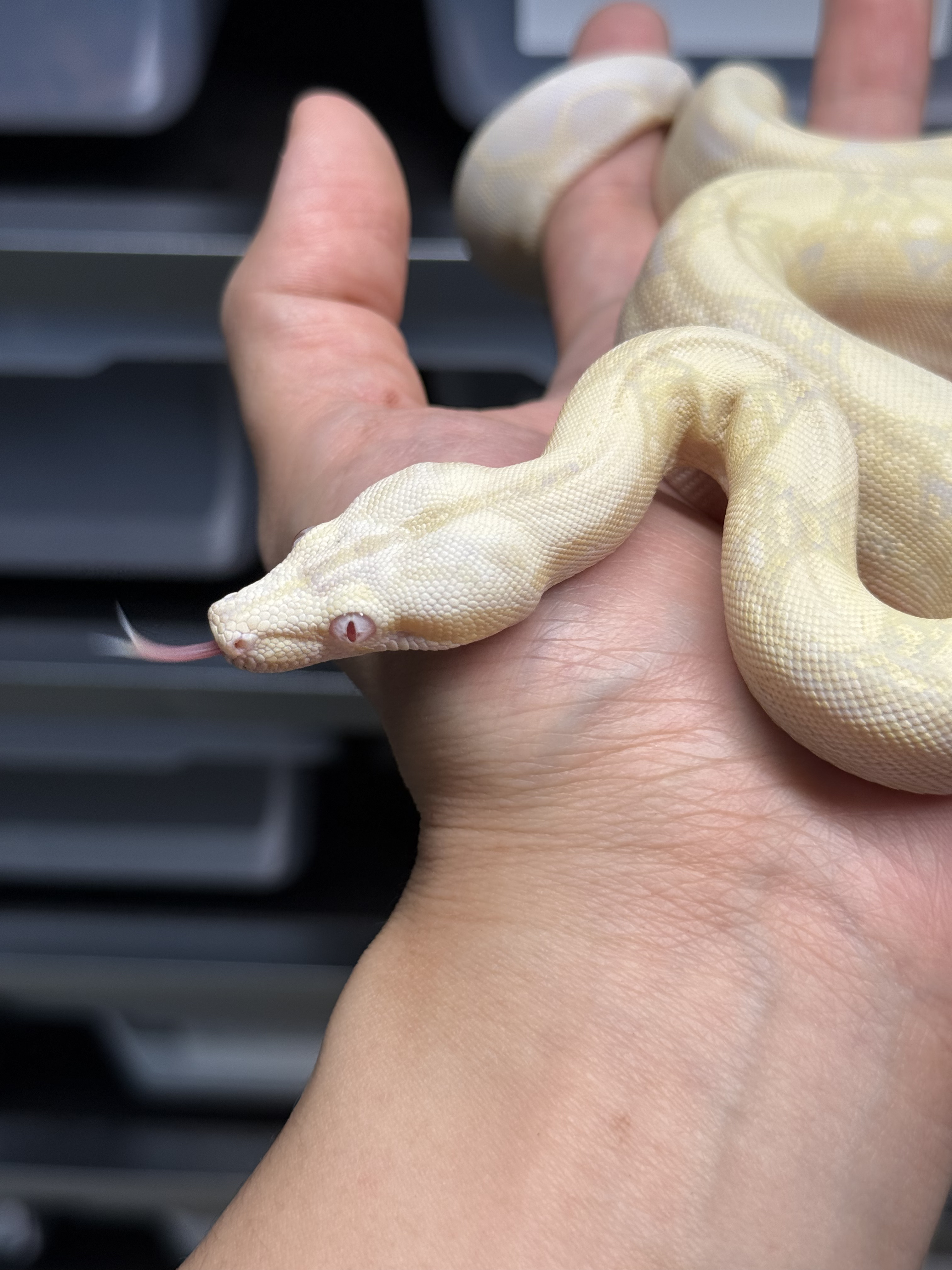 2025 ♀ Snow het66%Blood