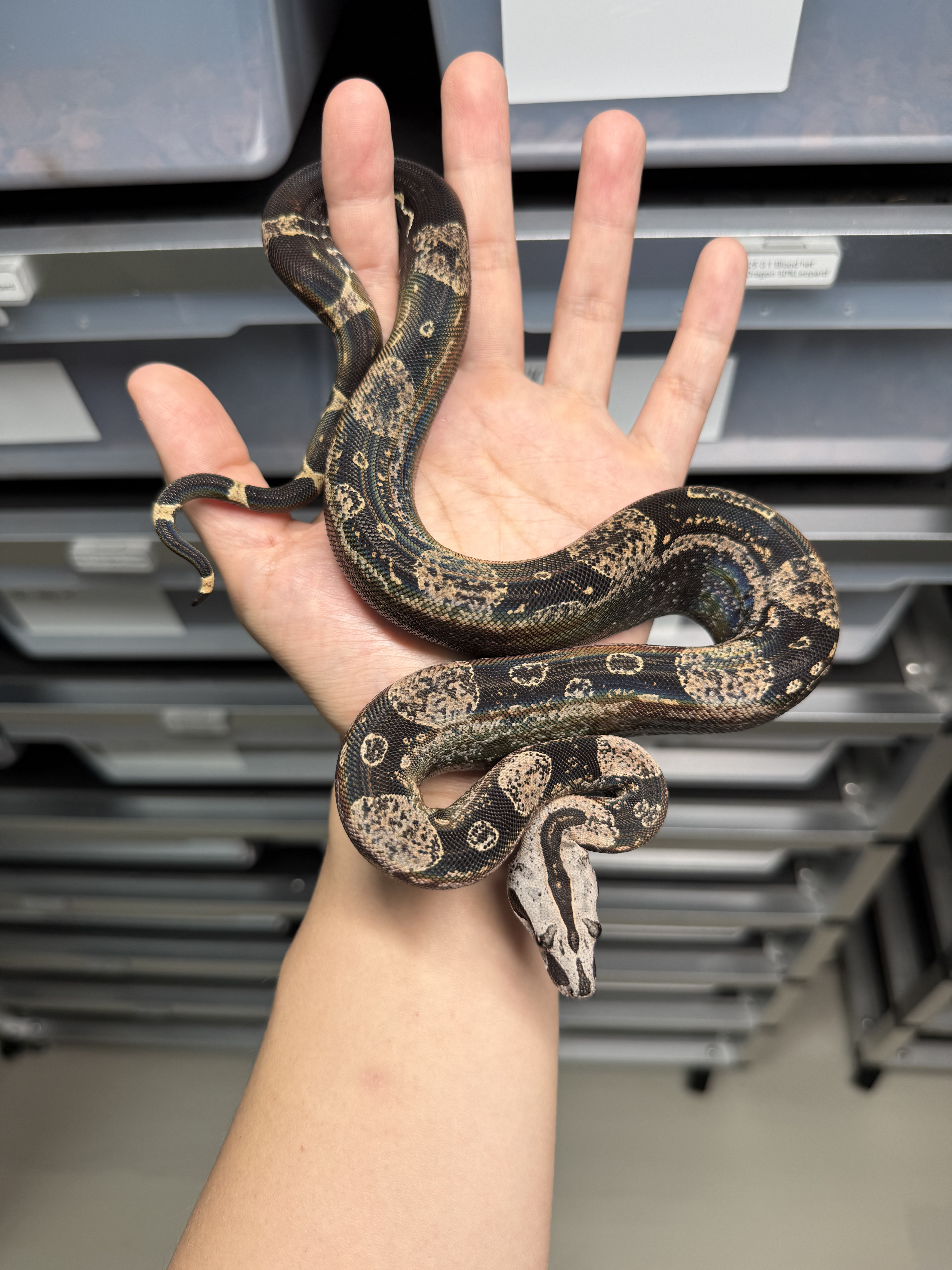 2024 ♂ IMG Jungle het Sharp