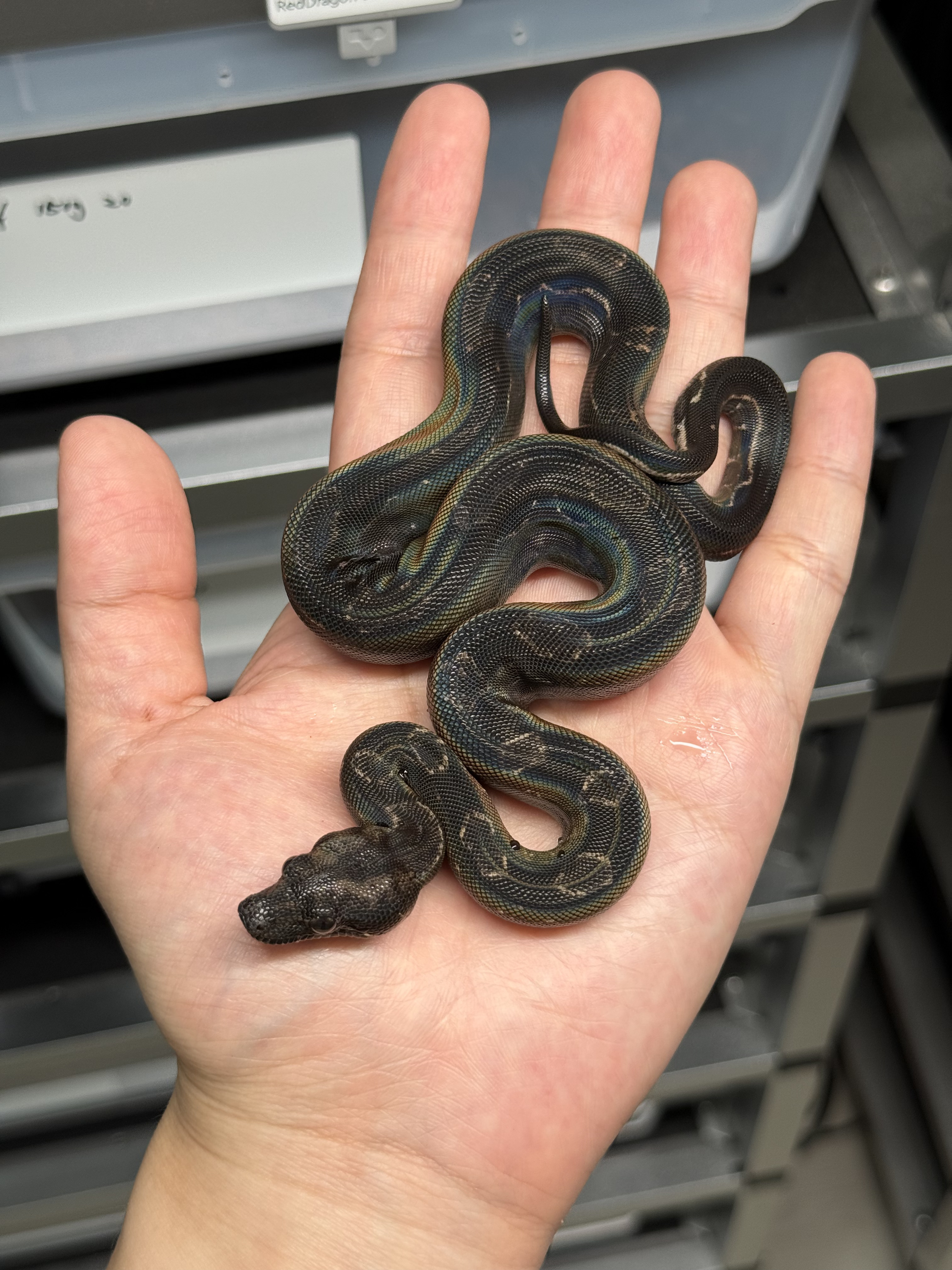 2025 ♀ IMG Motley DH Leopard CA