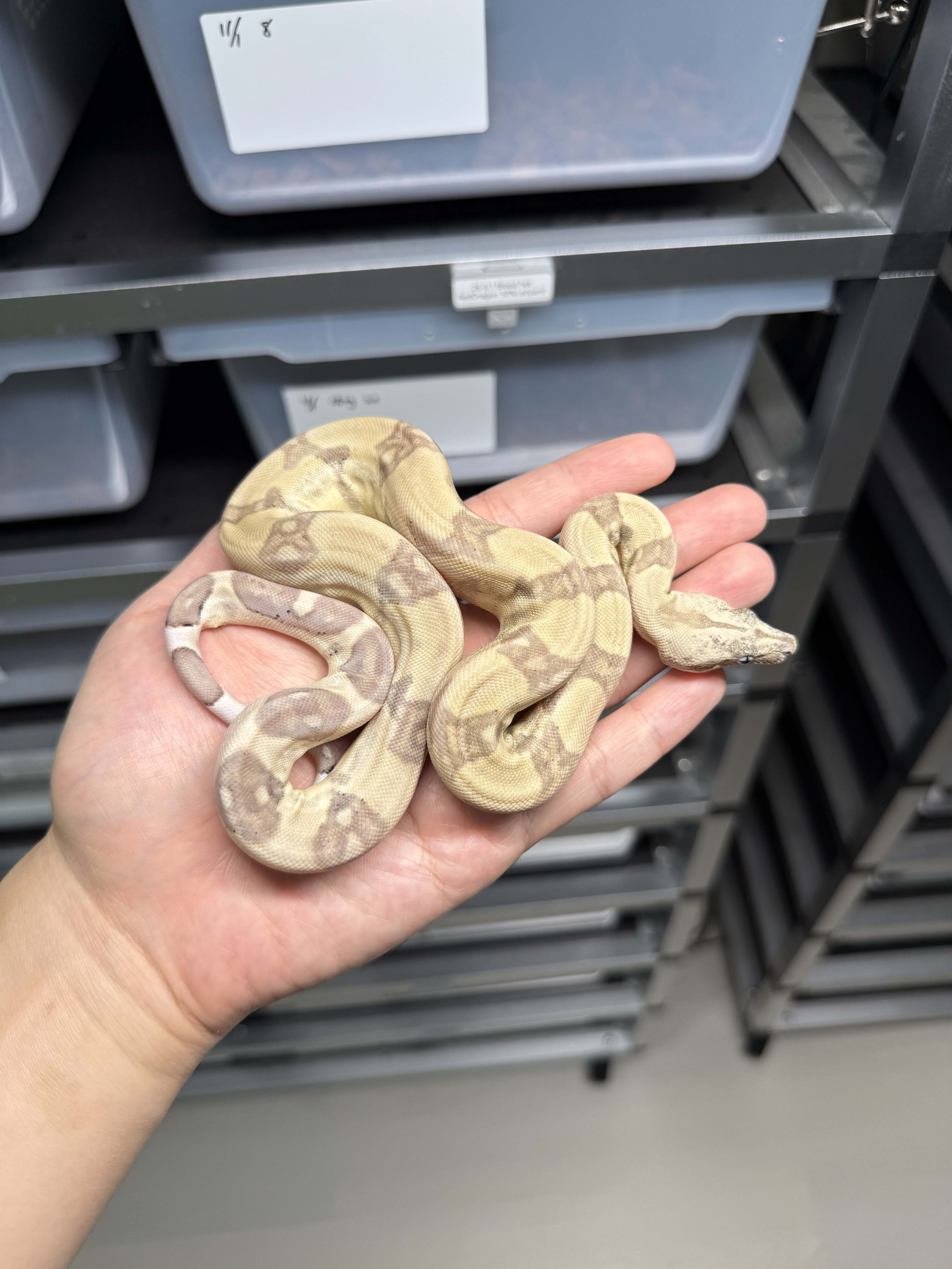 2025 ♂ Ghost het VPI