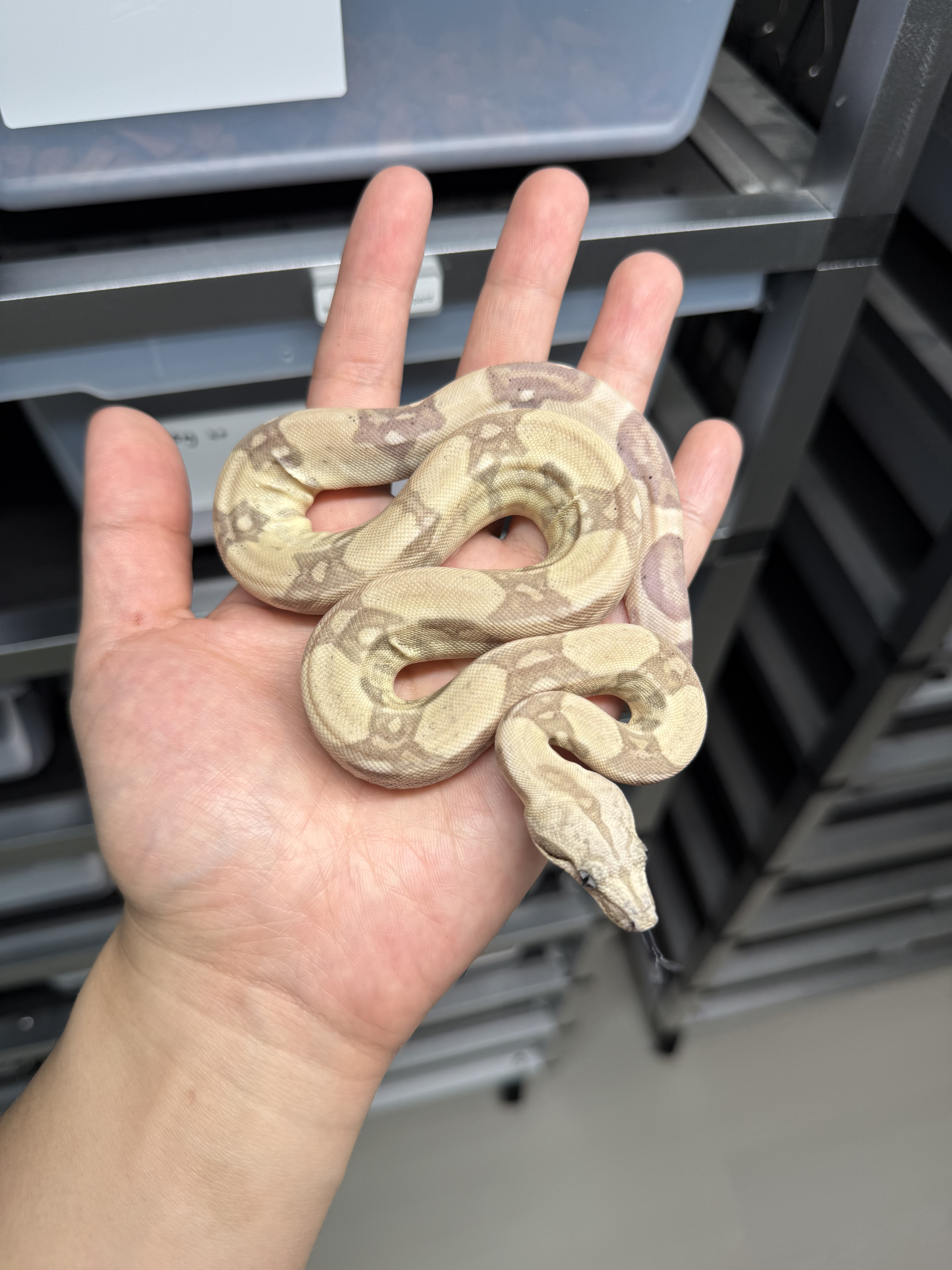 2025 ♀ Ghost het VPI