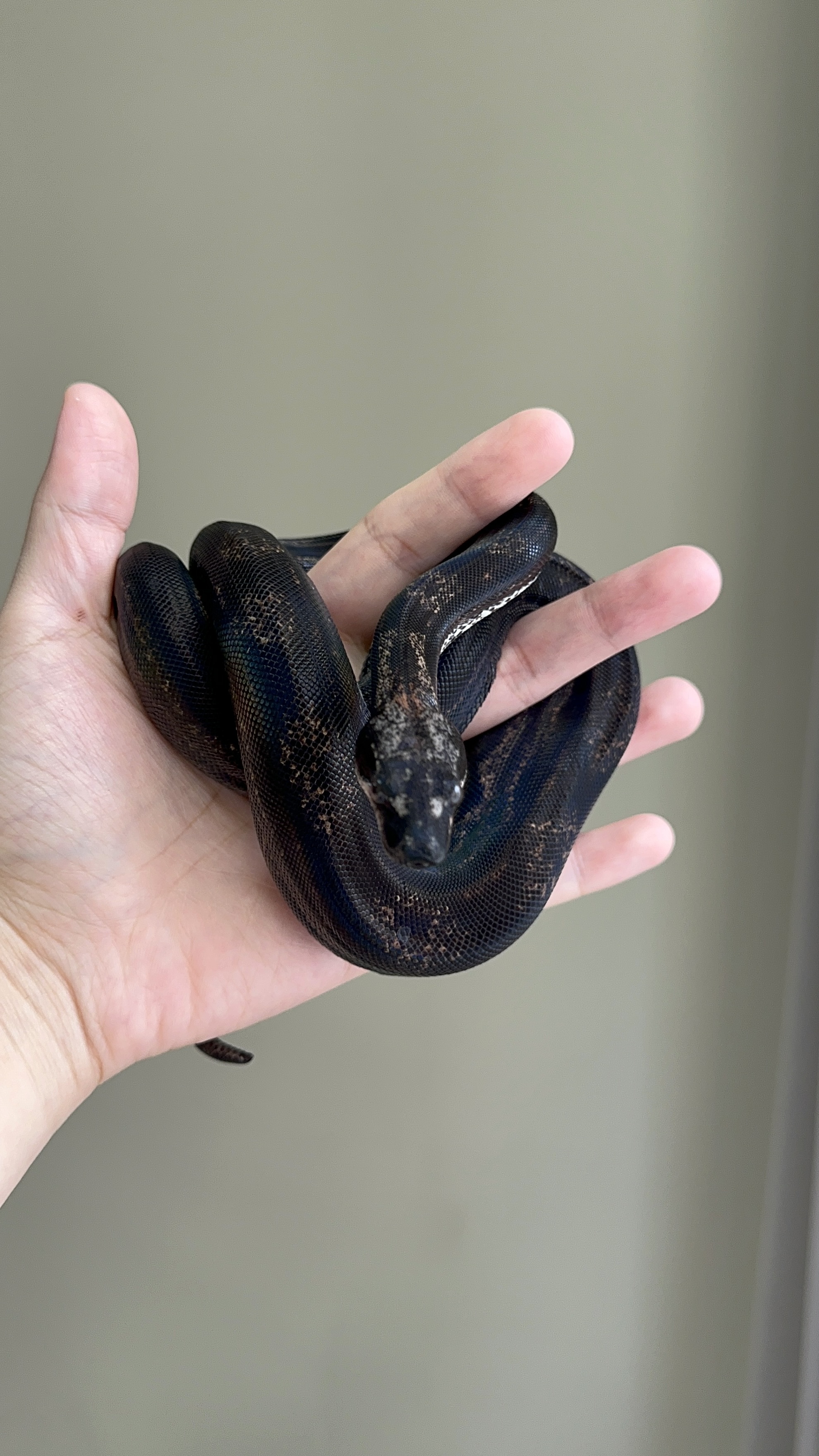 2024 ♀ Hypo IMG Motley het Kahl 50%Leopard pos Jungle